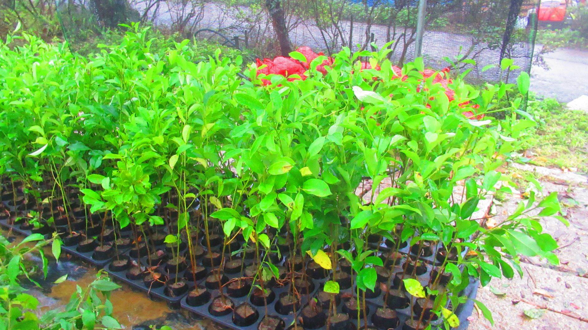 「為地球種下一棵樹—百萬人種百萬樹」專屬網站上，民眾可選擇心儀樹種與植樹地點。