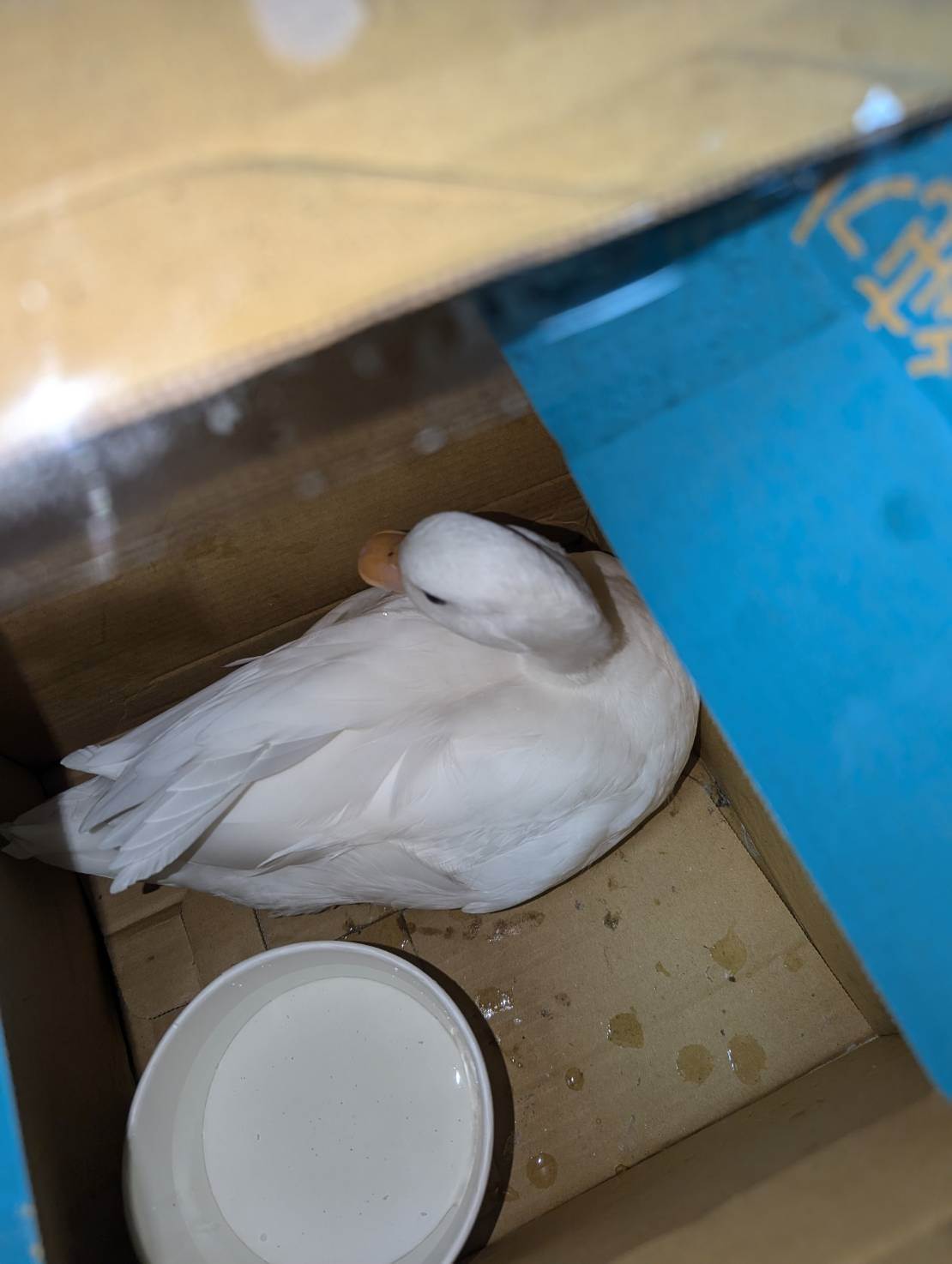 當日好心民眾拾獲柯爾鴨照片。