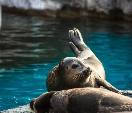 首爾大公園結合動物園與植物館，是韓國最大親子休閒空間，寓教於樂深受好評。（圖／找到了旅行社提供）