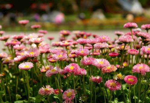 植物園展示來自世界各地的奇特植物。（圖／找到了旅行社提供）