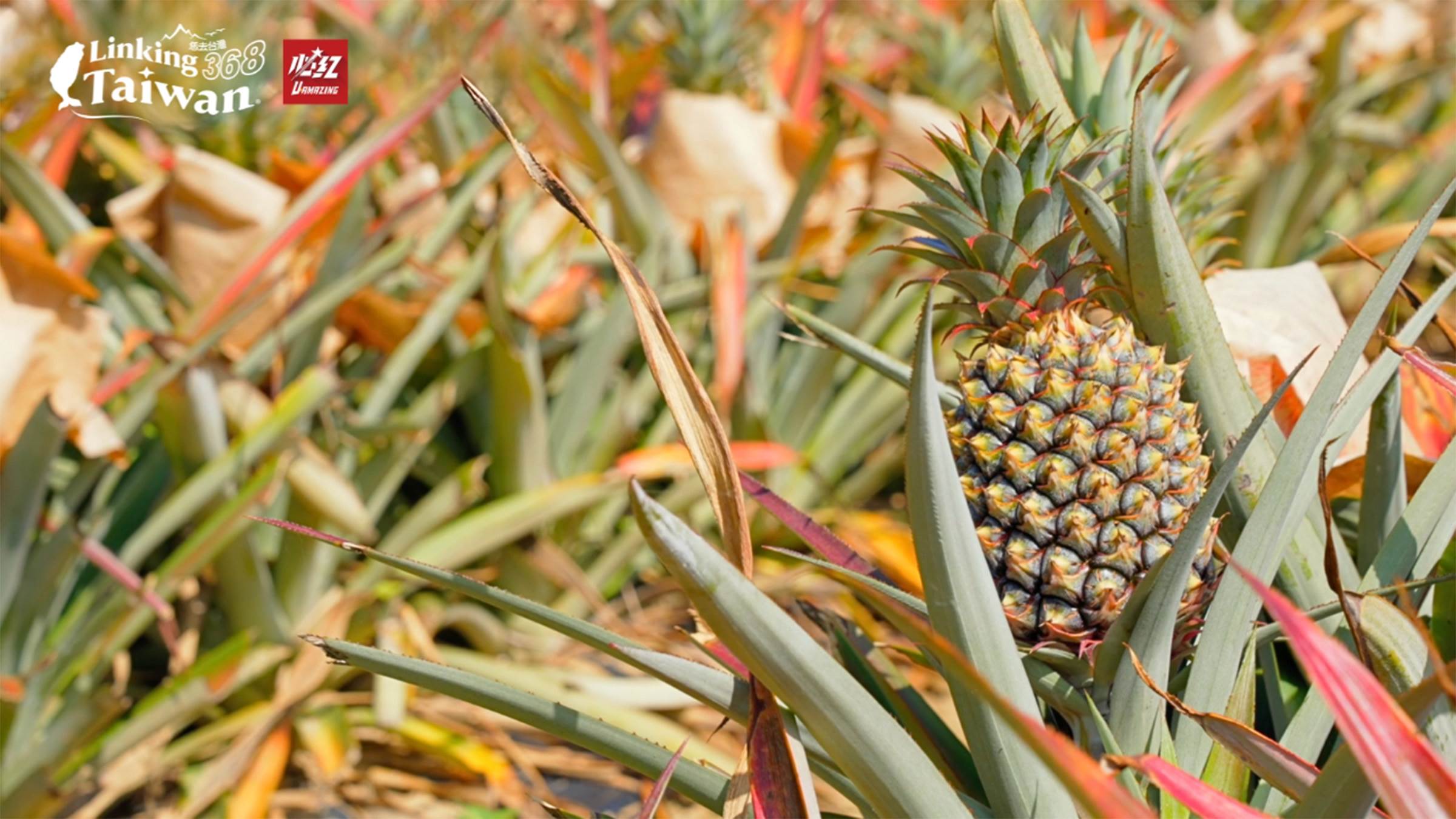 關廟三寶－鳳梨、竹筍、關廟麵，這三樣東西，成為了關廟的驕傲。尤其是鳳梨，現在正是產季喔！（圖／《Linking 368 Taiwan 恁去台灣》提供）