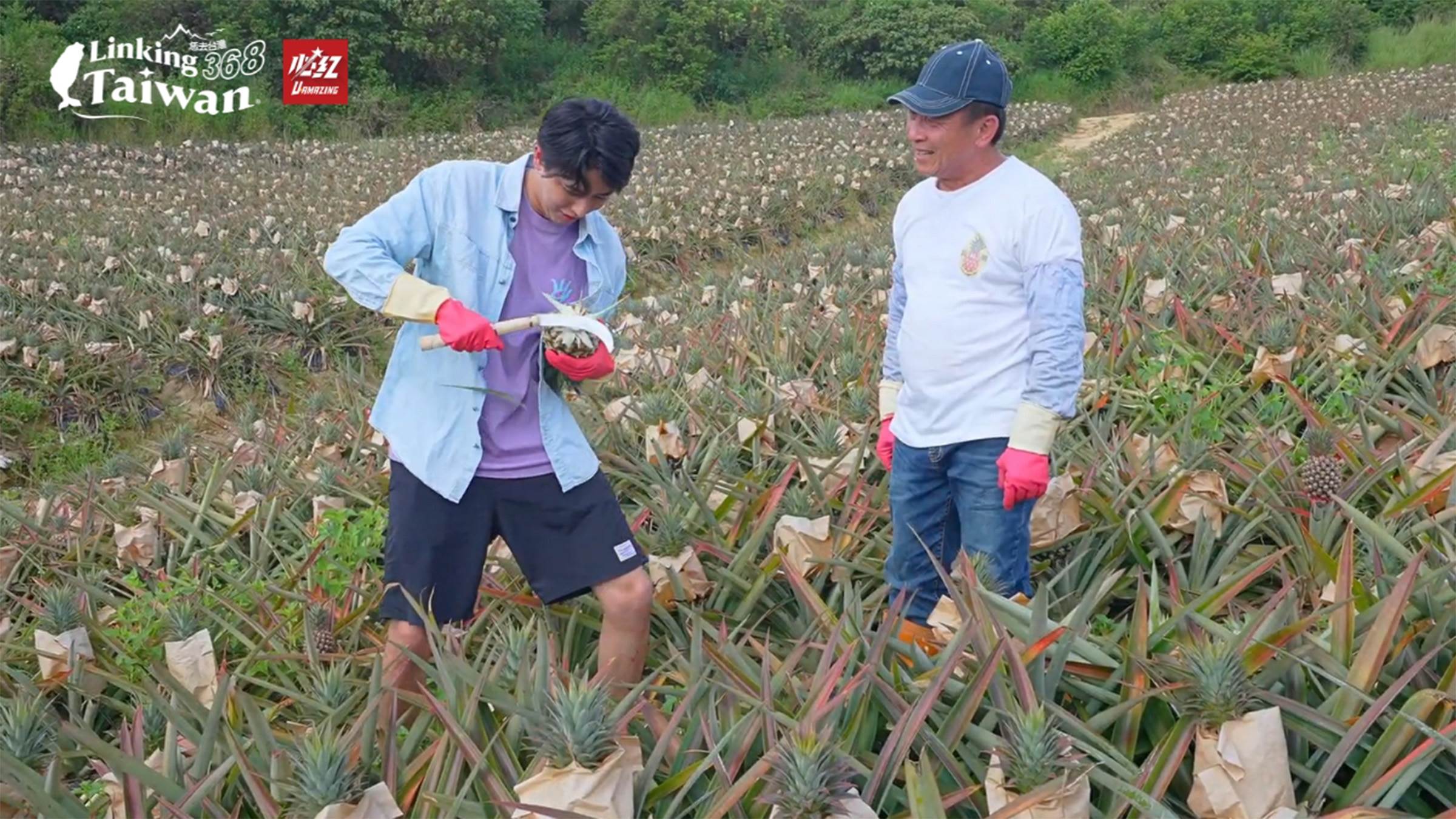 主要種植的品種為「金鑽鳳梨」（台農17號），果皮薄、果肉細嫩、甜度高。（圖／《Linking 368 Taiwan 恁去台灣》提供）