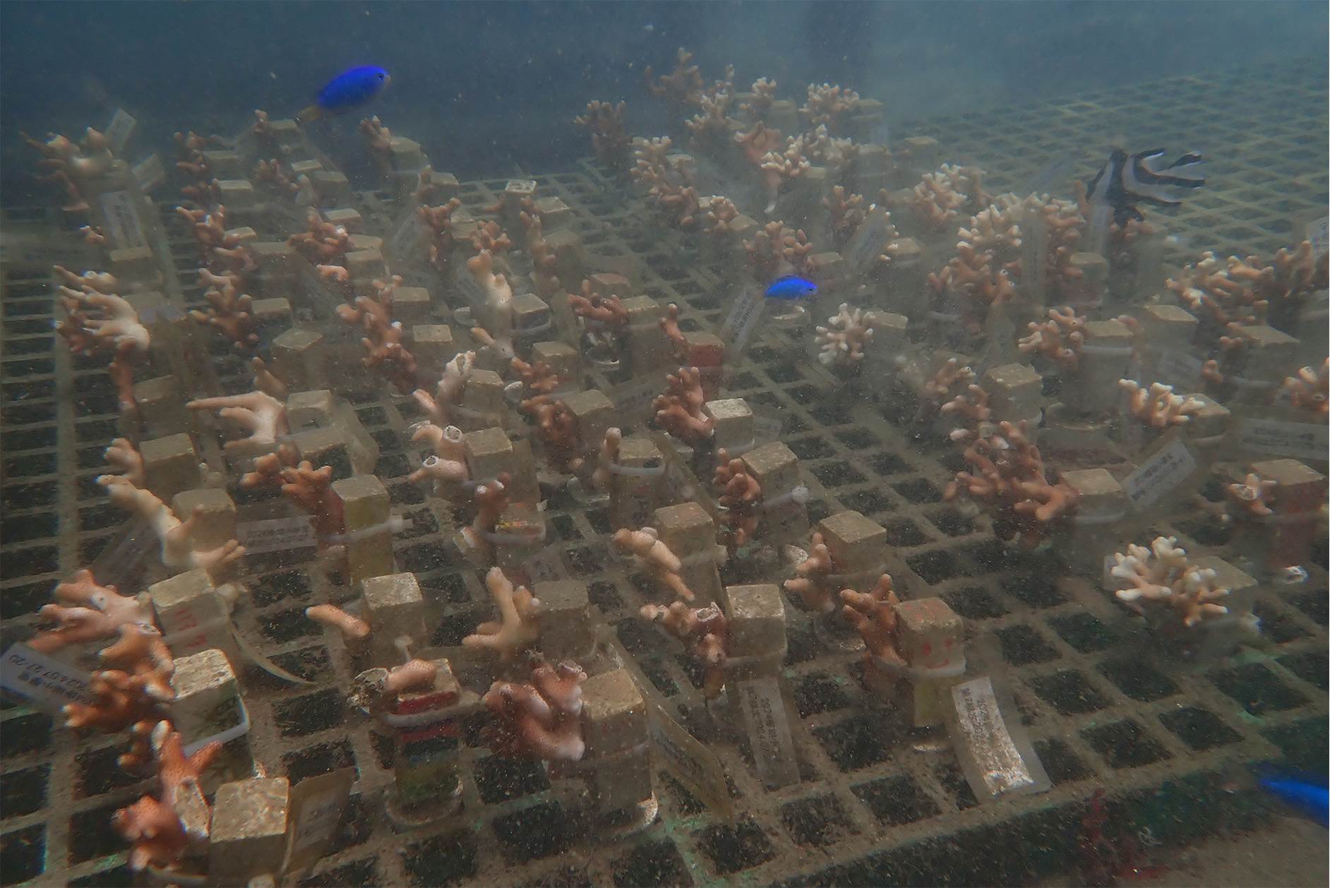 每年復育500株的珊瑚幼苗。（圖／新北市政府農業局提供）