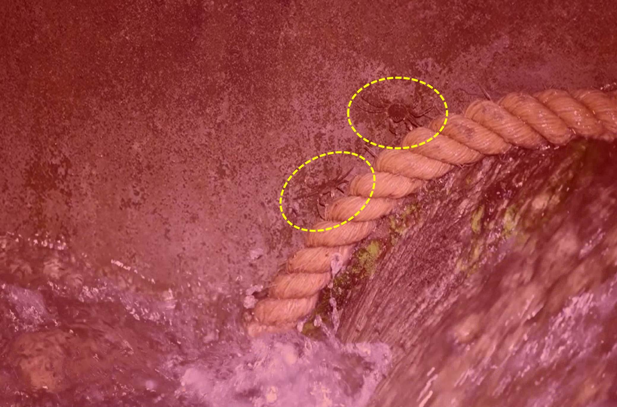 兩隻毛蟹於夜間，在魚道內湍急的水流中，利用爬繩攀行。（圖／新北市政府水利局提供）