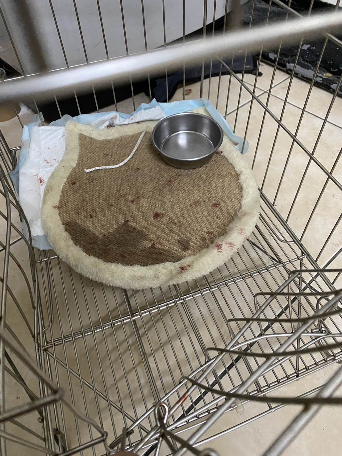 被攻擊貓籠及血跡斑斑之貓砂盆。