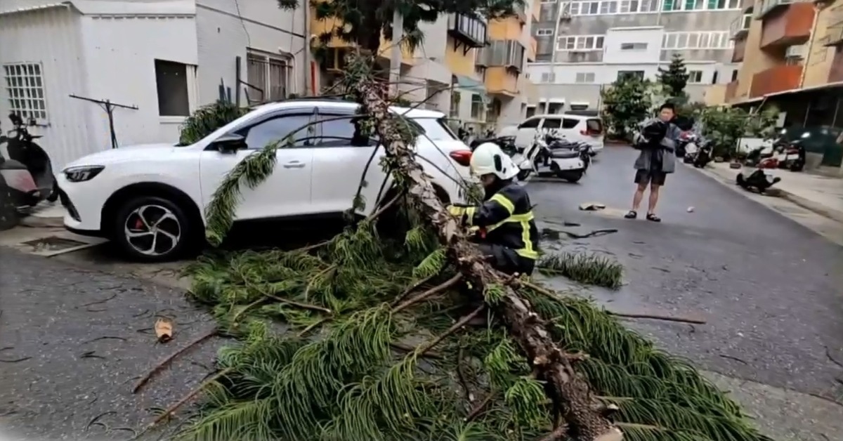 颱風侵襲澎湖，市區不少機車被吹倒，北辰市場附近一棵南洋杉應聲斷裂倒塌，壓在轎車車頂上。（圖／東森新聞）