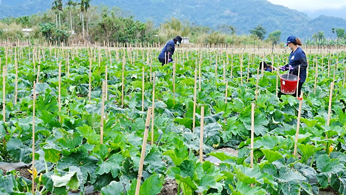▲好山好水的台東鹿野，培育出口感絕佳的圓櫛瓜。