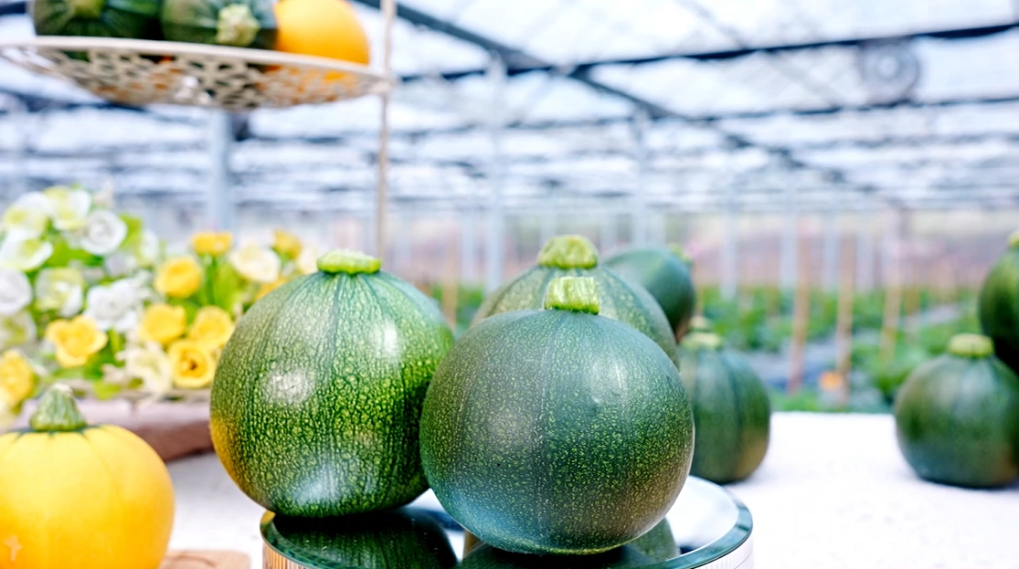 ▲圓櫛瓜種植難度高，全聯與農友不斷改良，才可穩定產量。