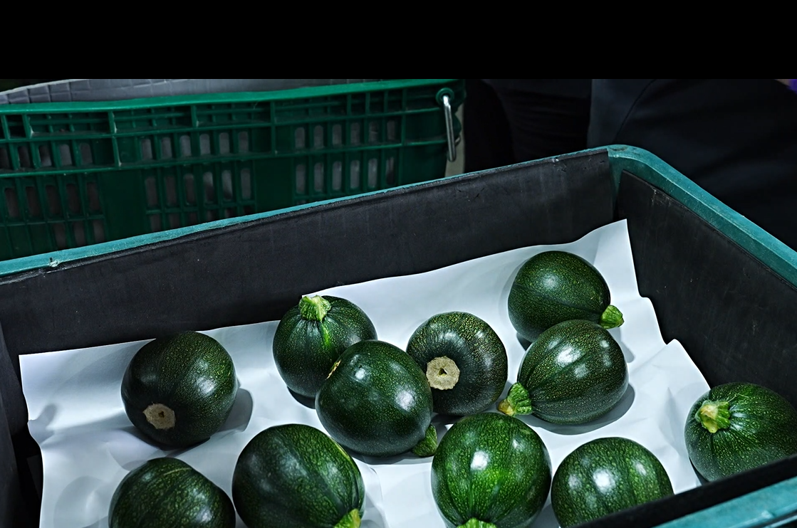 ▲裸賣的圓櫛瓜在運送中更需細心照顧。