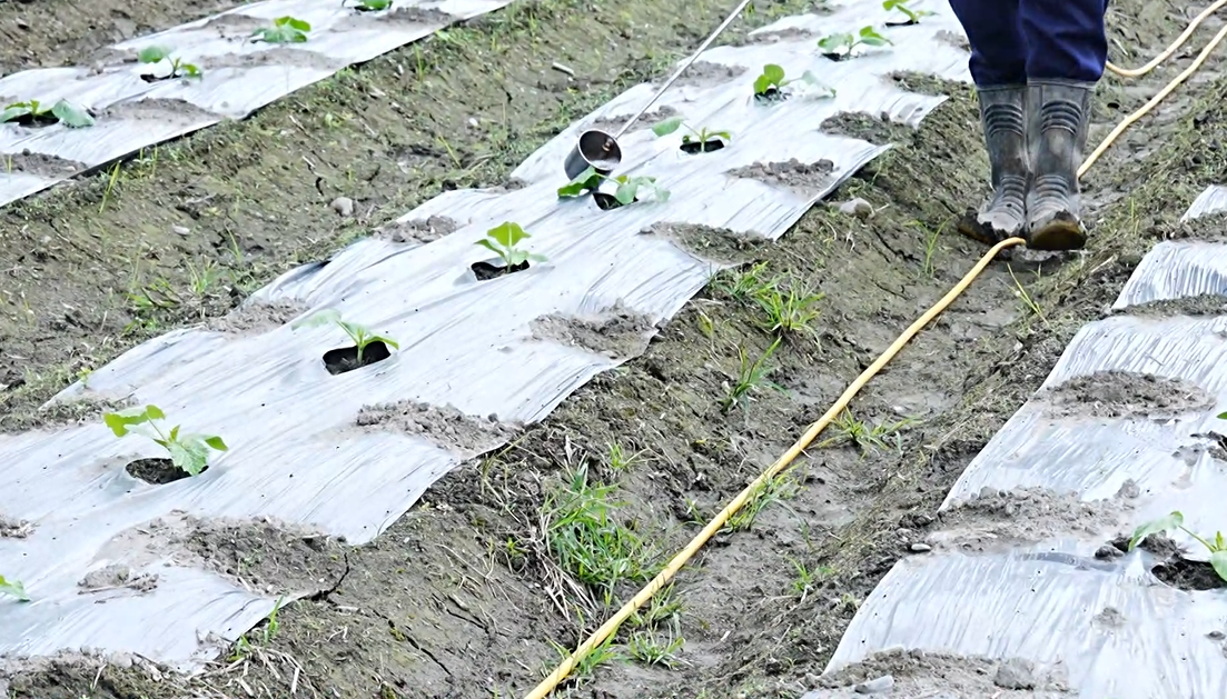 ▲使用微生物菌管理，把土地照顧好，大地自然會回饋好的作物。