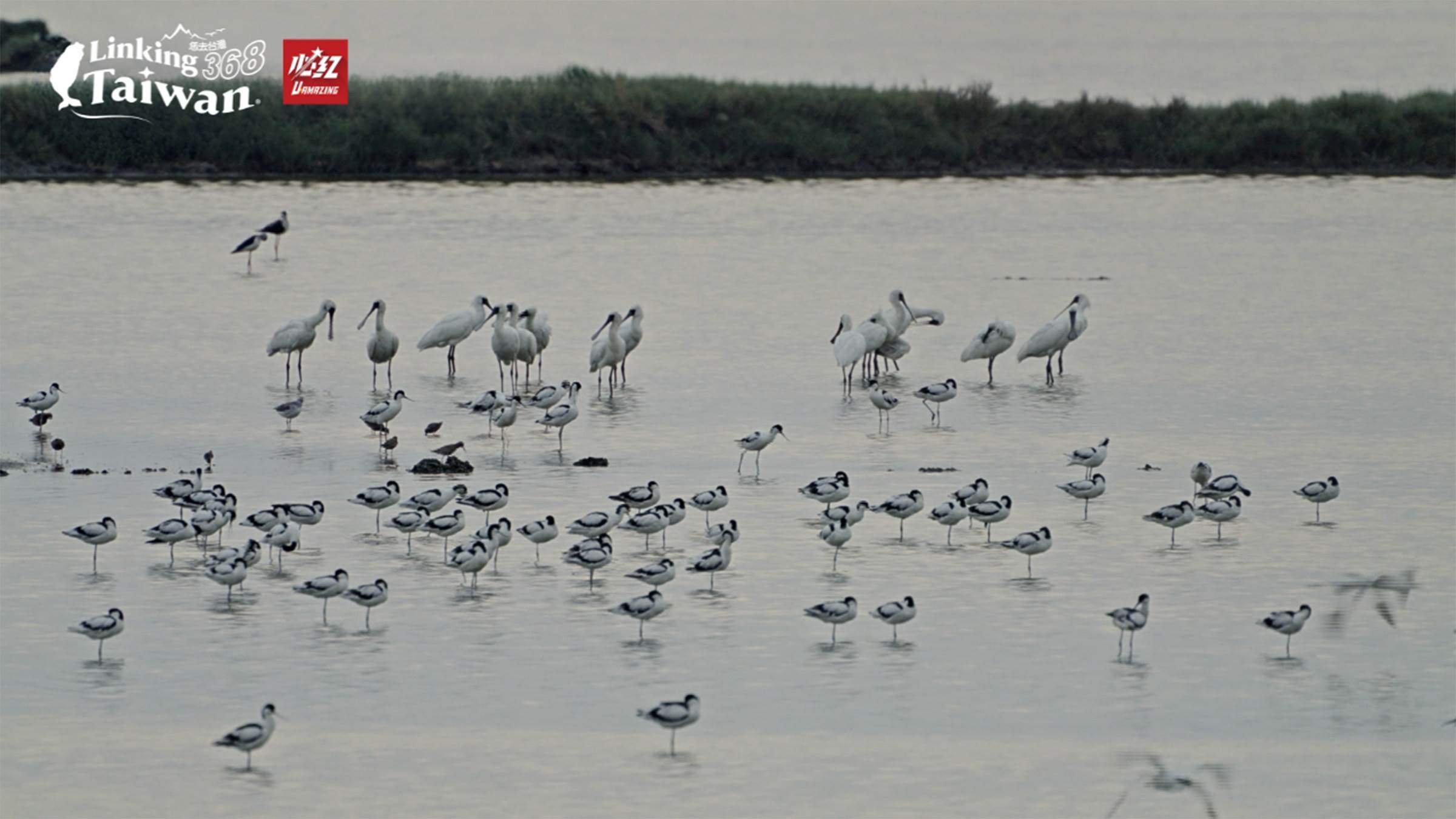 一年四季都能賞鳥，四月正值春過境，候鳥換上華麗羽衣，展現一年中最漂亮的模樣。（圖／《Linking 368 Taiwan恁去台灣》提供）