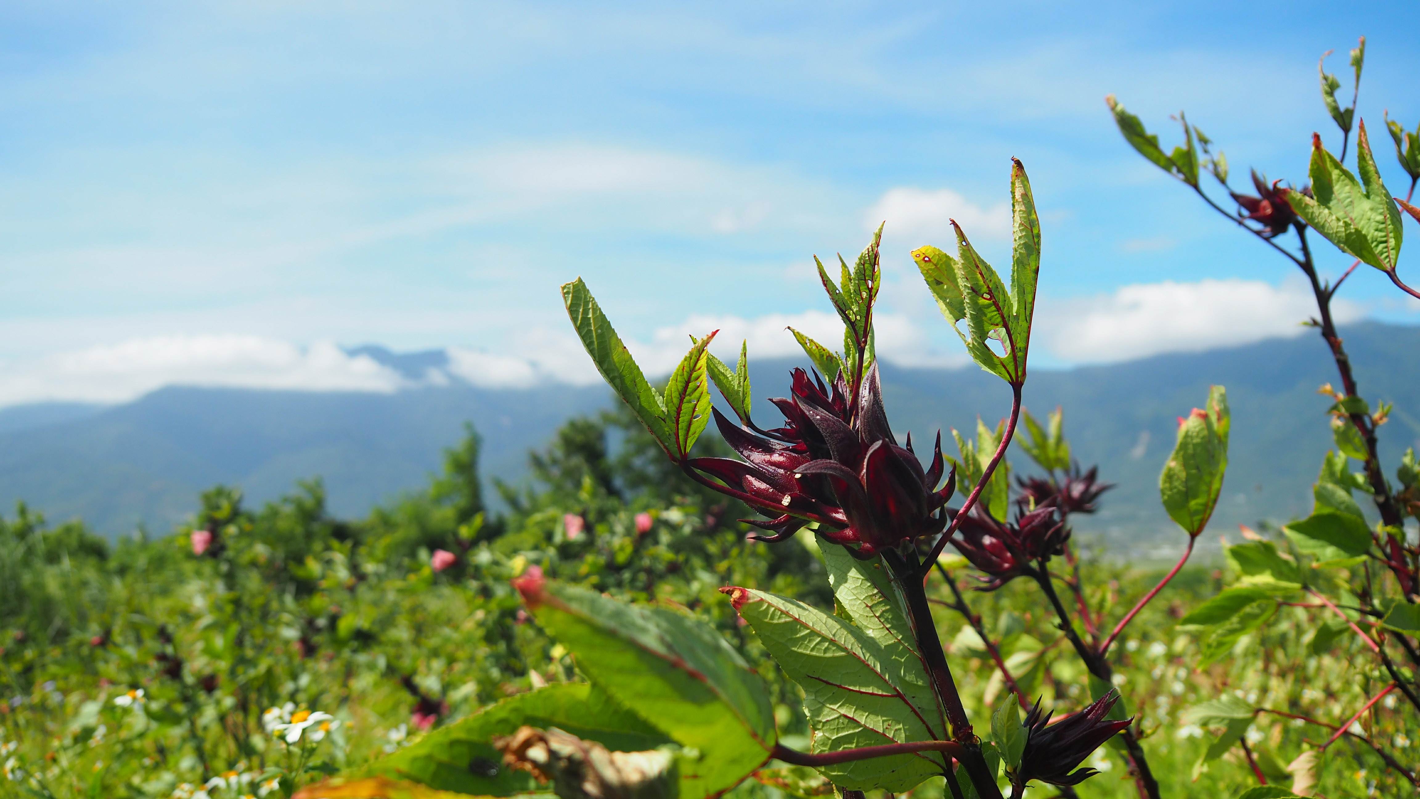 黑晶洛神2 拷貝