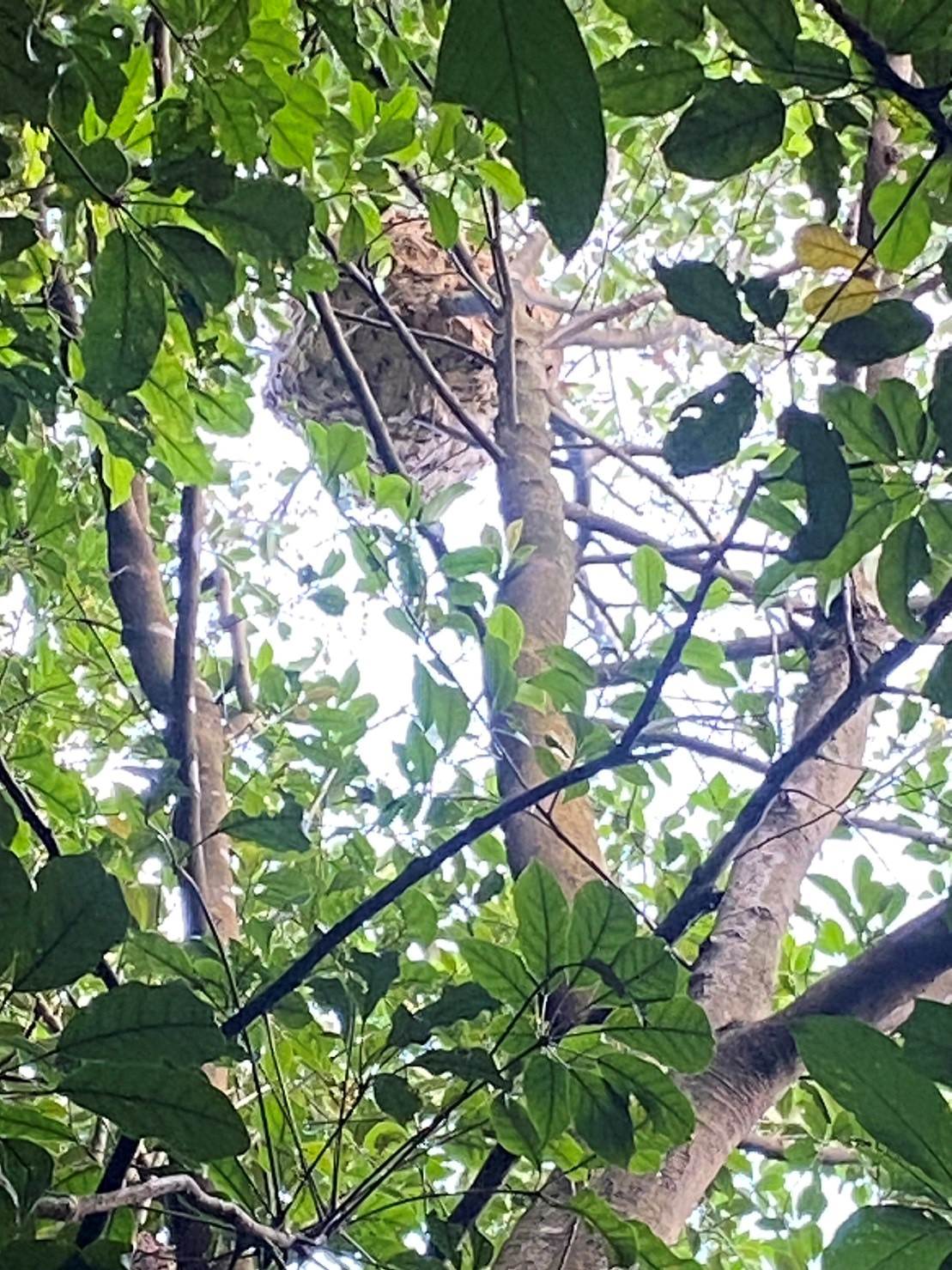 戶外活動應觀察樹上、草叢中是否有蜂巢或虎頭蜂，如發現疑似球狀物體，應儘快遠離。