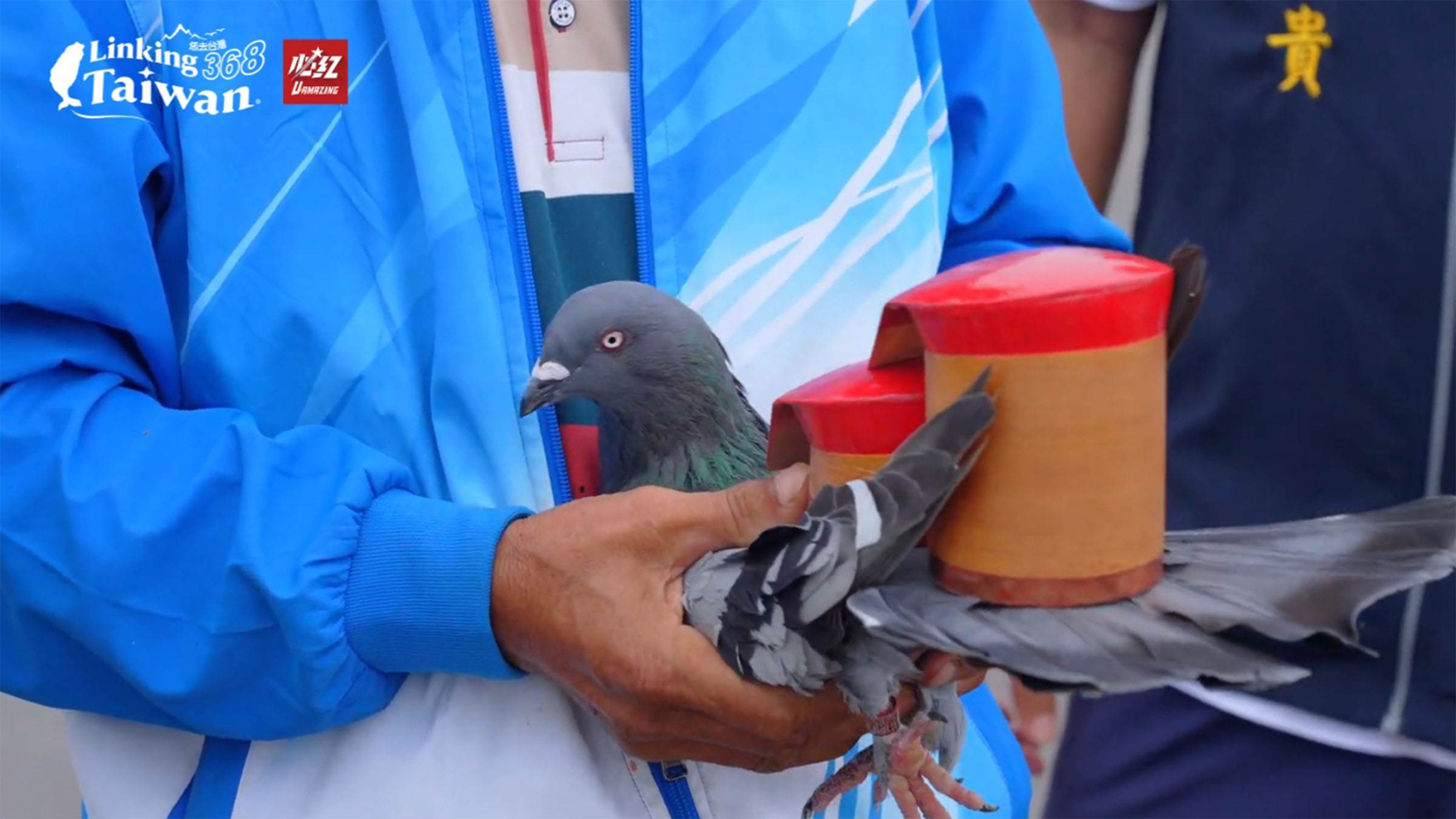 由於台語稱鴿子為粉鳥或紅腳，因此放鴿笭也稱為「放粉鳥笭」或「放紅腳笭」。 （圖／《恁去台灣》提供）