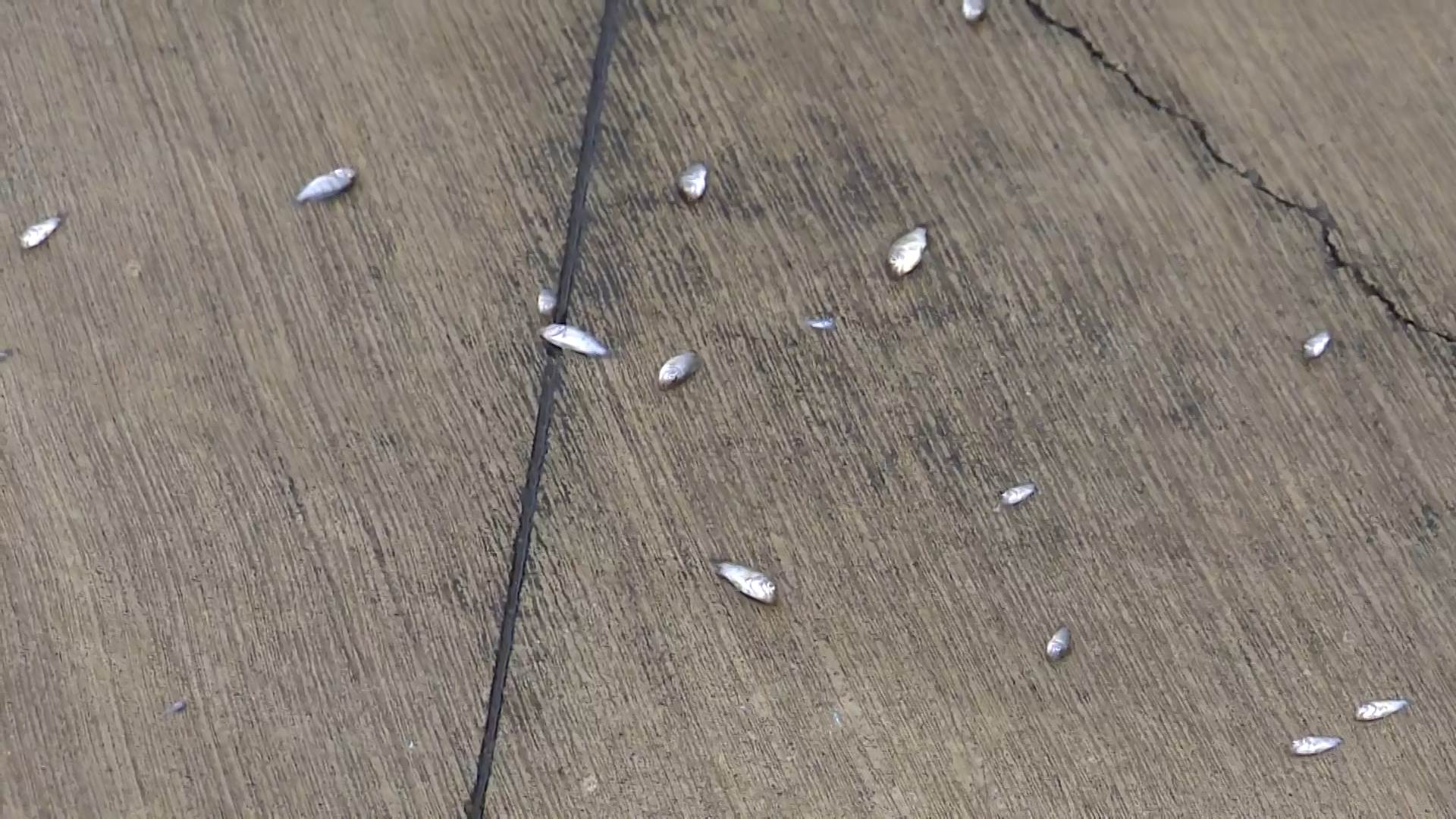 #1_Channel 3---2025_07_29---11_53_22---H264 8 bit---295---split001.mp4_snapshot_01.53.046