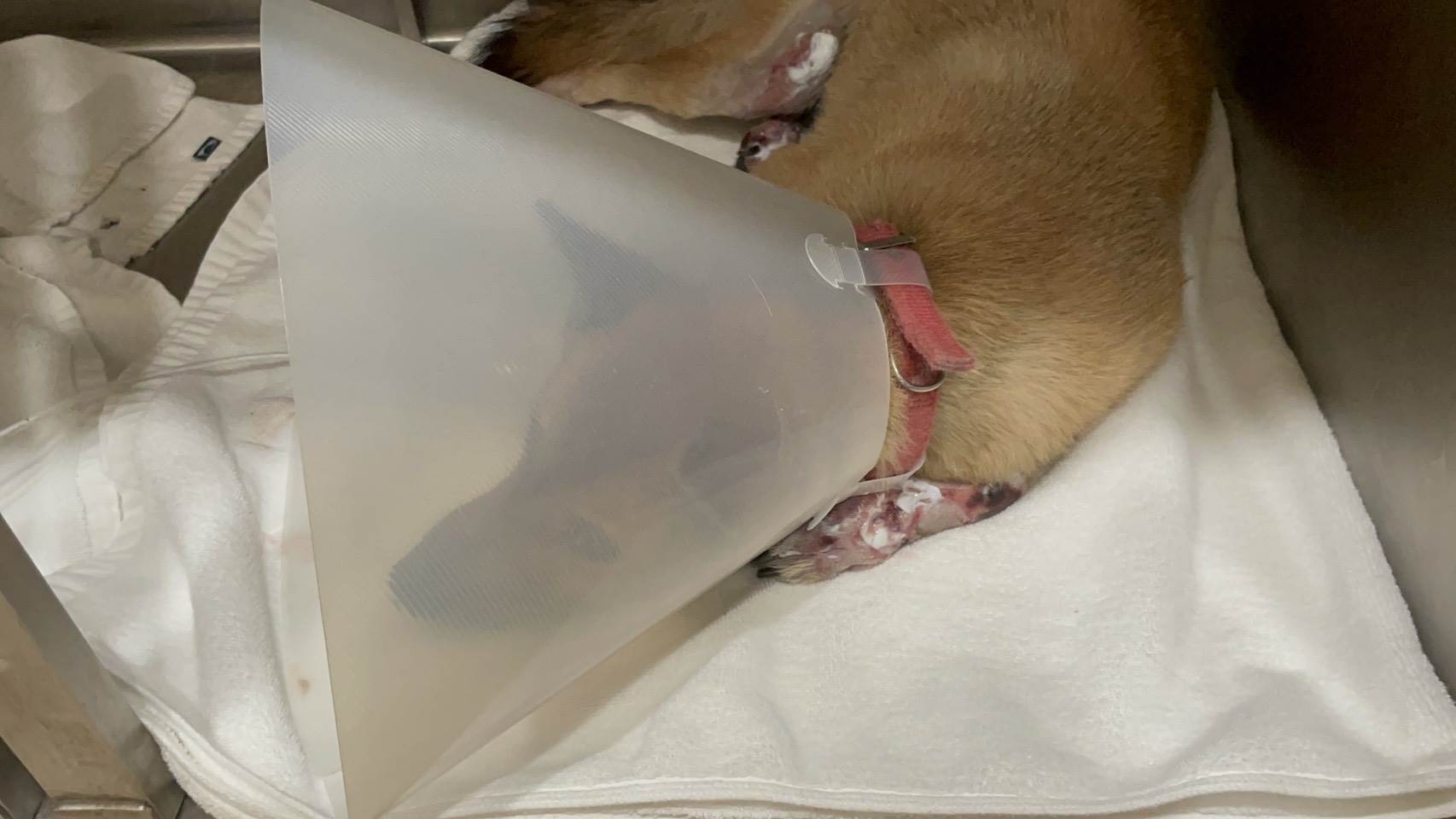 犬隻在醫院住院治療