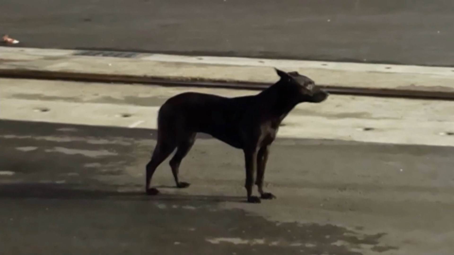 #1_Channel 3---2025_07_30---13_10_41---H264  8 bit---333---split009.mp4_snapshot_03.54.928