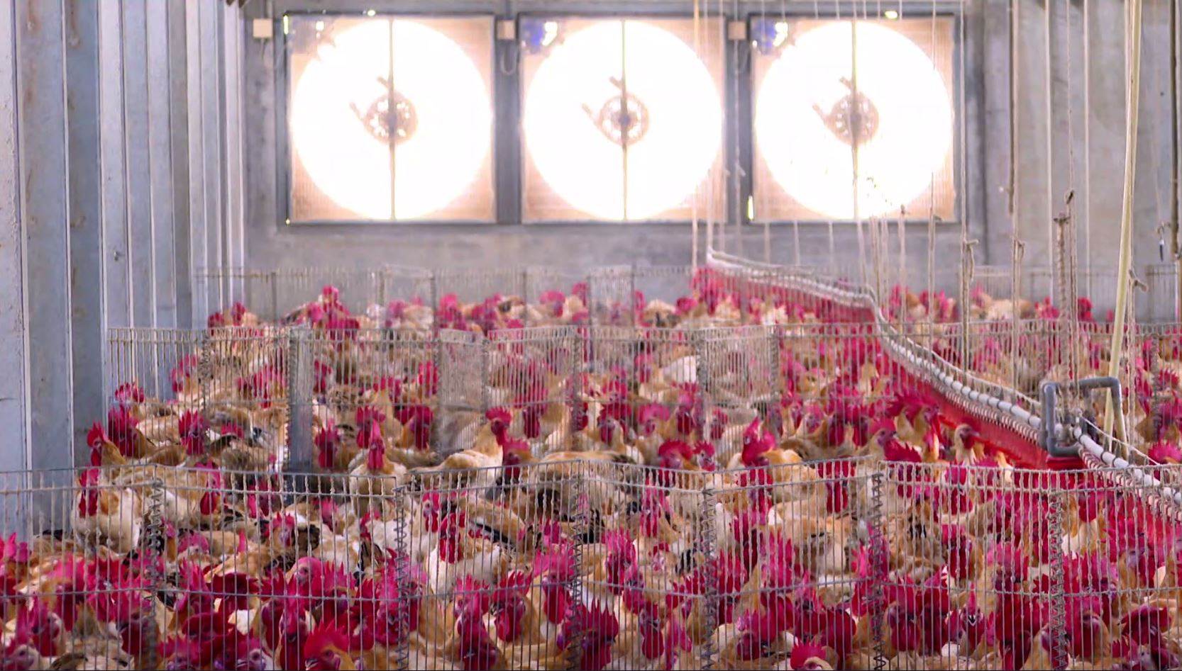 自動化風扇及水廉系統可精準掌控環境的溫度及濕度。