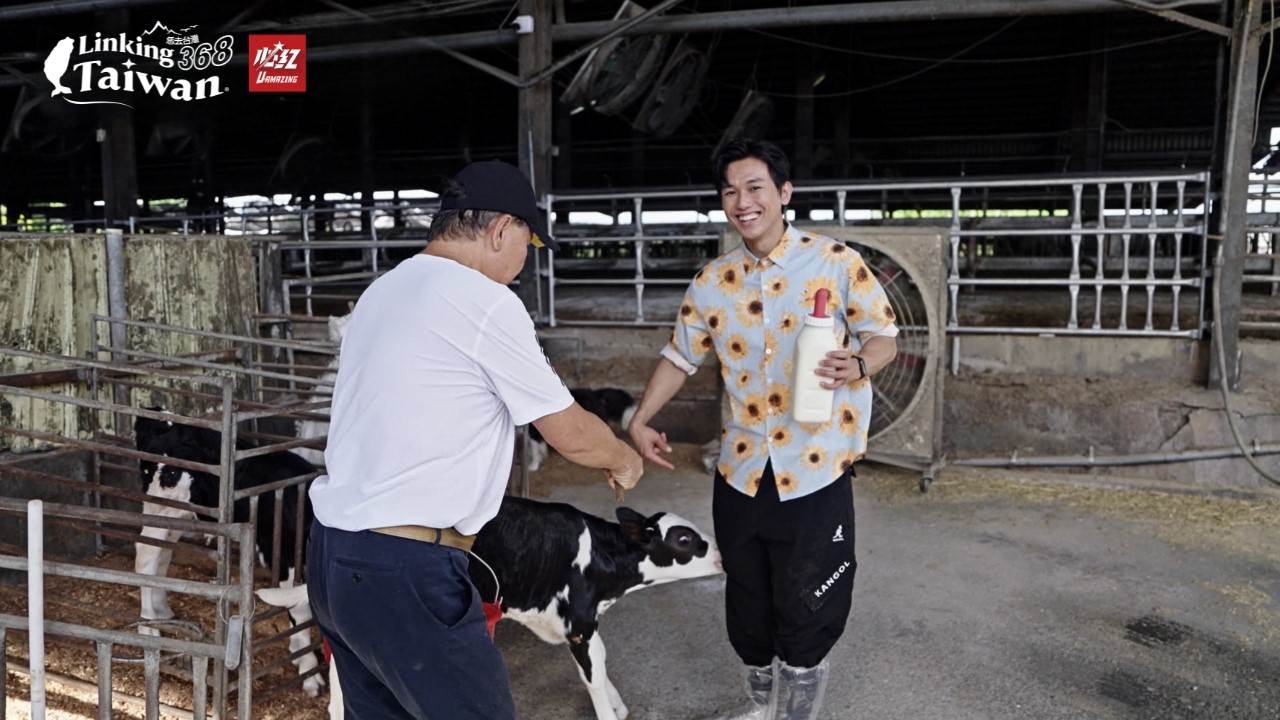 每頭乳牛配有電子標籤,能遠端掌握產乳量與活動數據,飼料則依生長階段調配,結合進口牧草與國產作物。(圖/《Linking 368 Taiwan恁去台灣》提供)