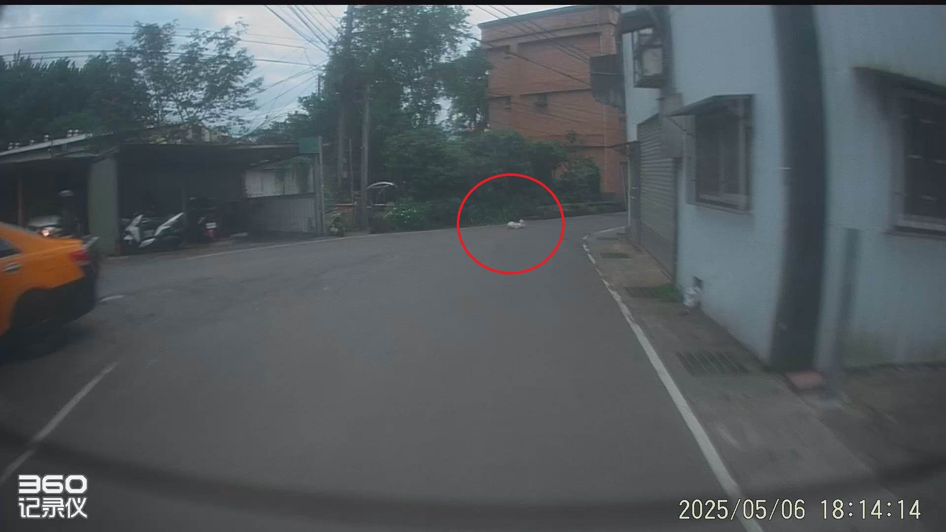 犬隻遭撞後躺在馬路上。