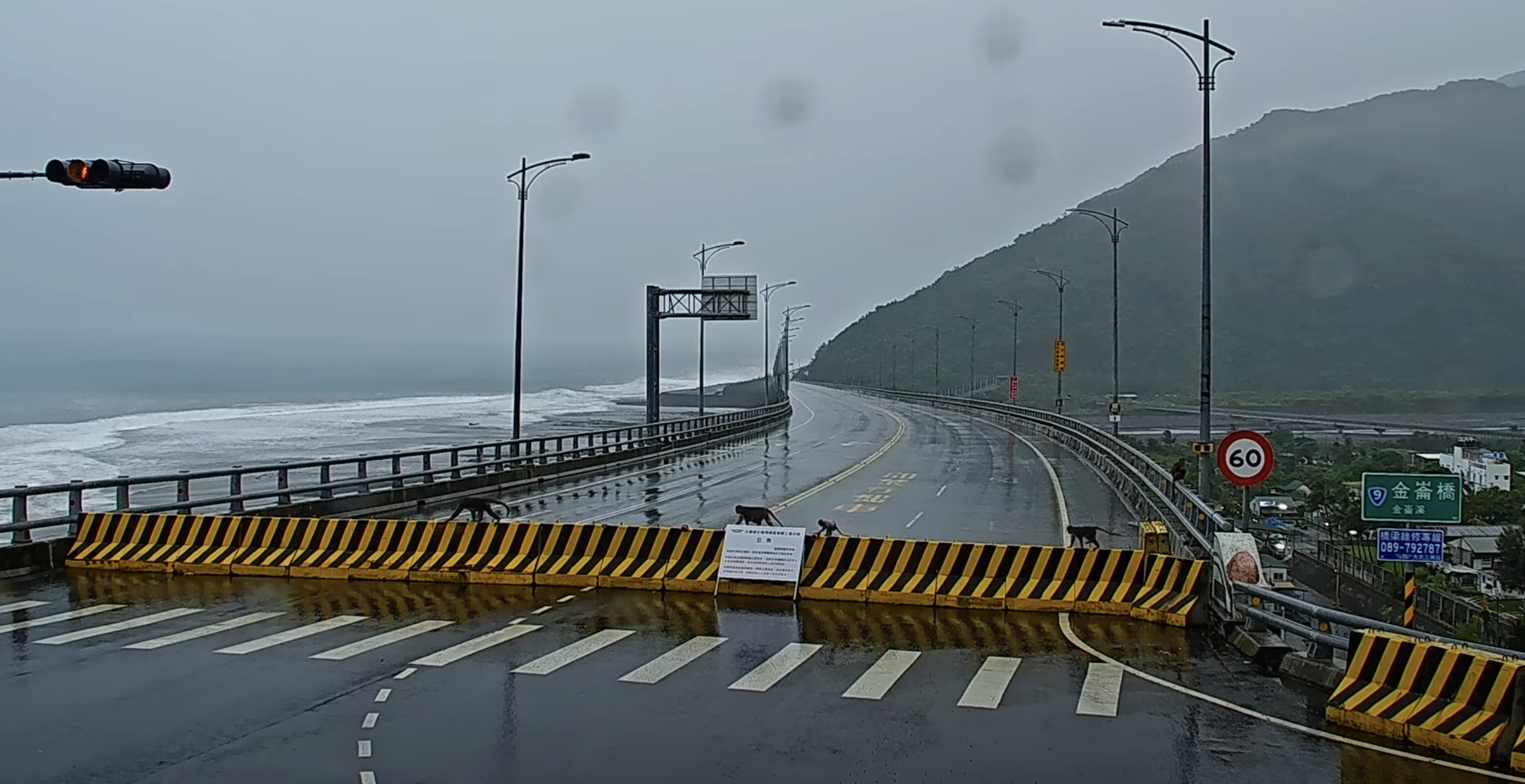 金崙大橋封閉,鏡頭君意外拍下猴群穿越。