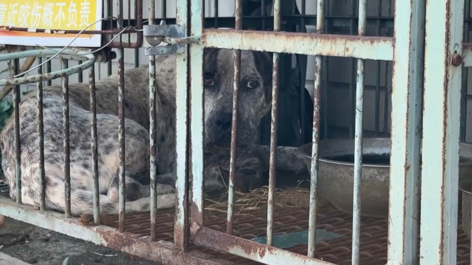 #1_Channel 3---2025_08_17---12_20_40---H264  8 bit---258---split004.mp4_snapshot_02.35.134