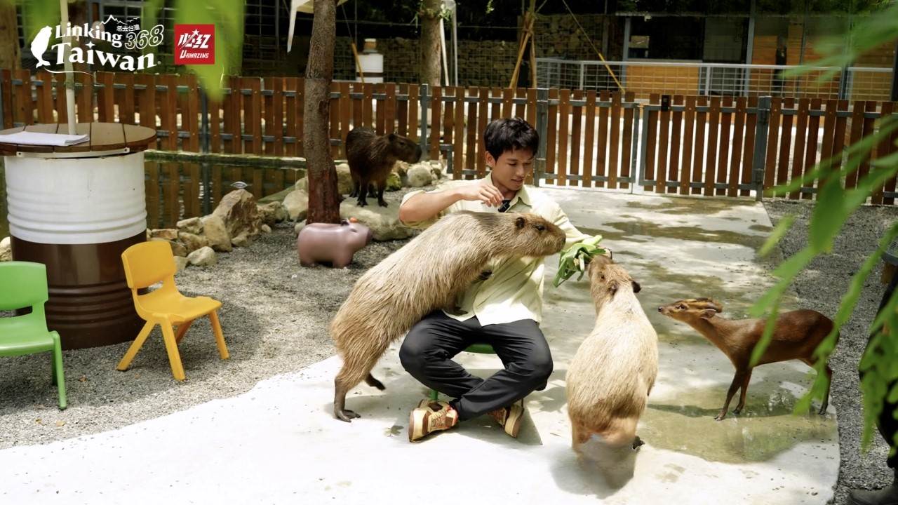 近距離和水豚面對面，牠呆萌的眼神一秒融化全場，親和力爆棚，根本是療癒系小巨星！ （圖／《Linking 368 Taiwan恁去台灣》提供）