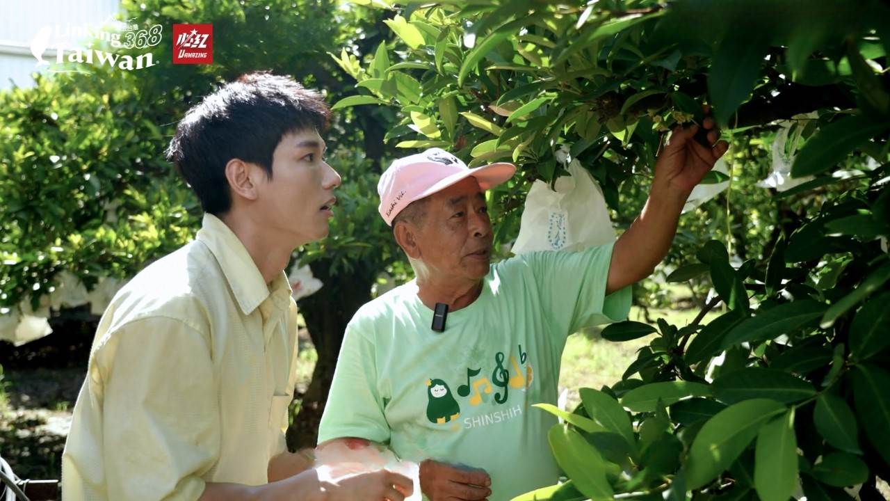 最本土味的水果，早在民國四十至五十年代，南部鄉間都看得到白蓮霧樹，有清香帶澀。（圖／《Linking 368 Taiwan恁去台灣》提供）