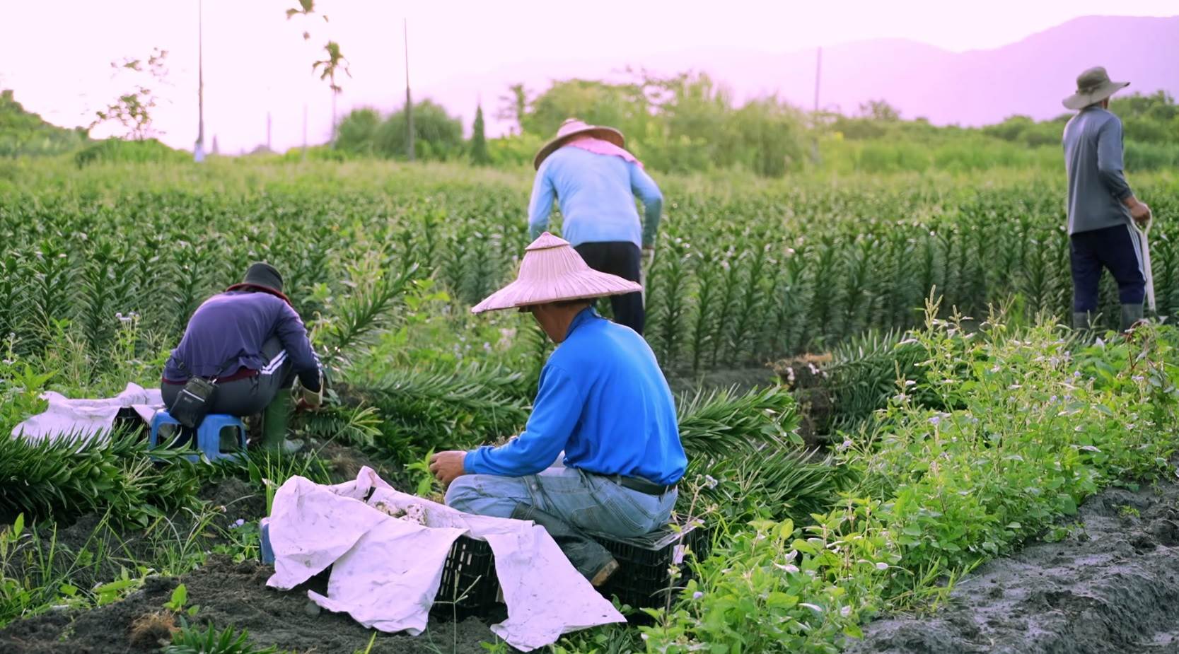 ▲有機新鮮食用百合因無外皮包覆，需以人工採收，確保品質。