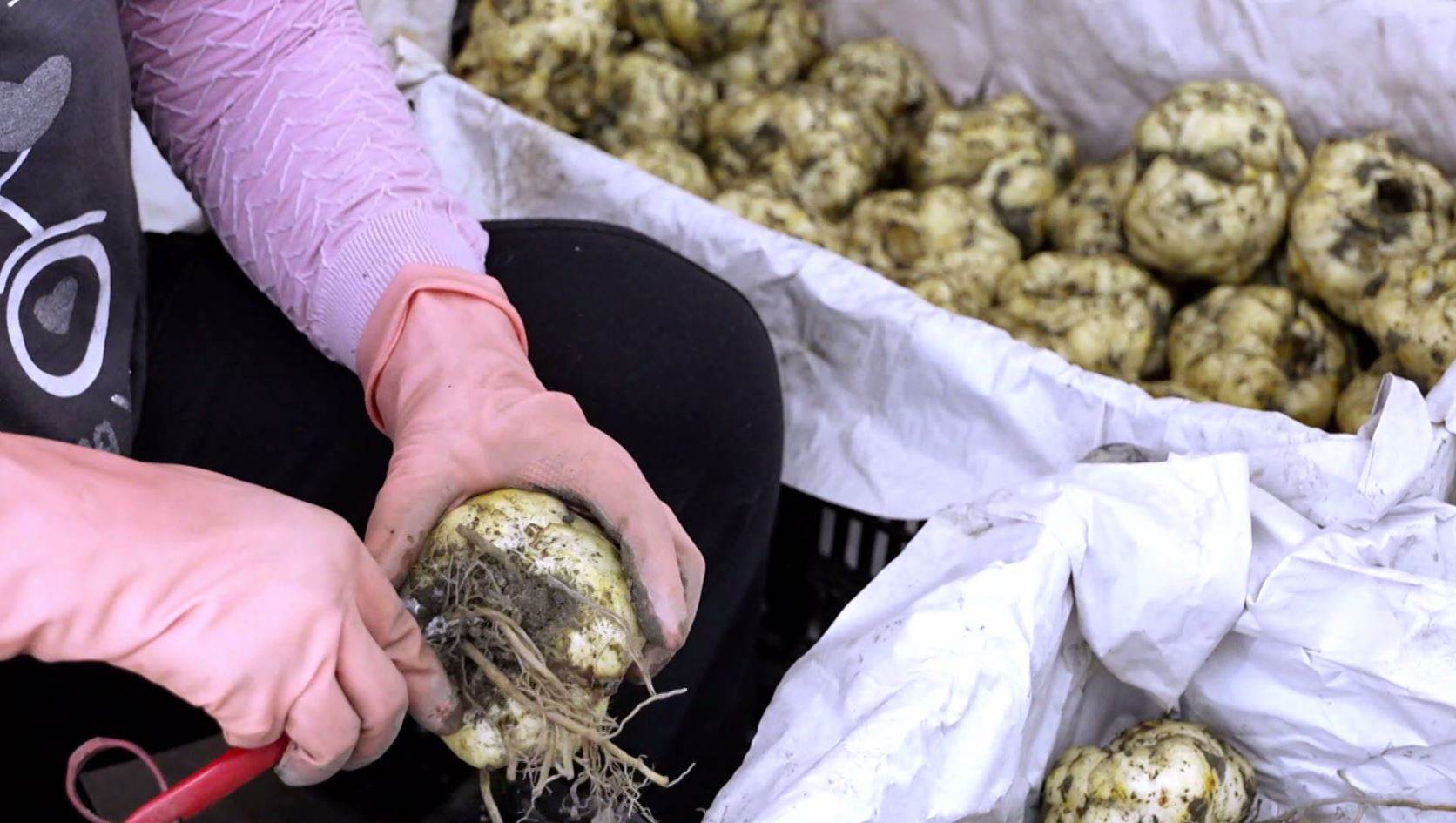 ▲有機新鮮食用百合經過一個月的儲存後，需透過人工處理。