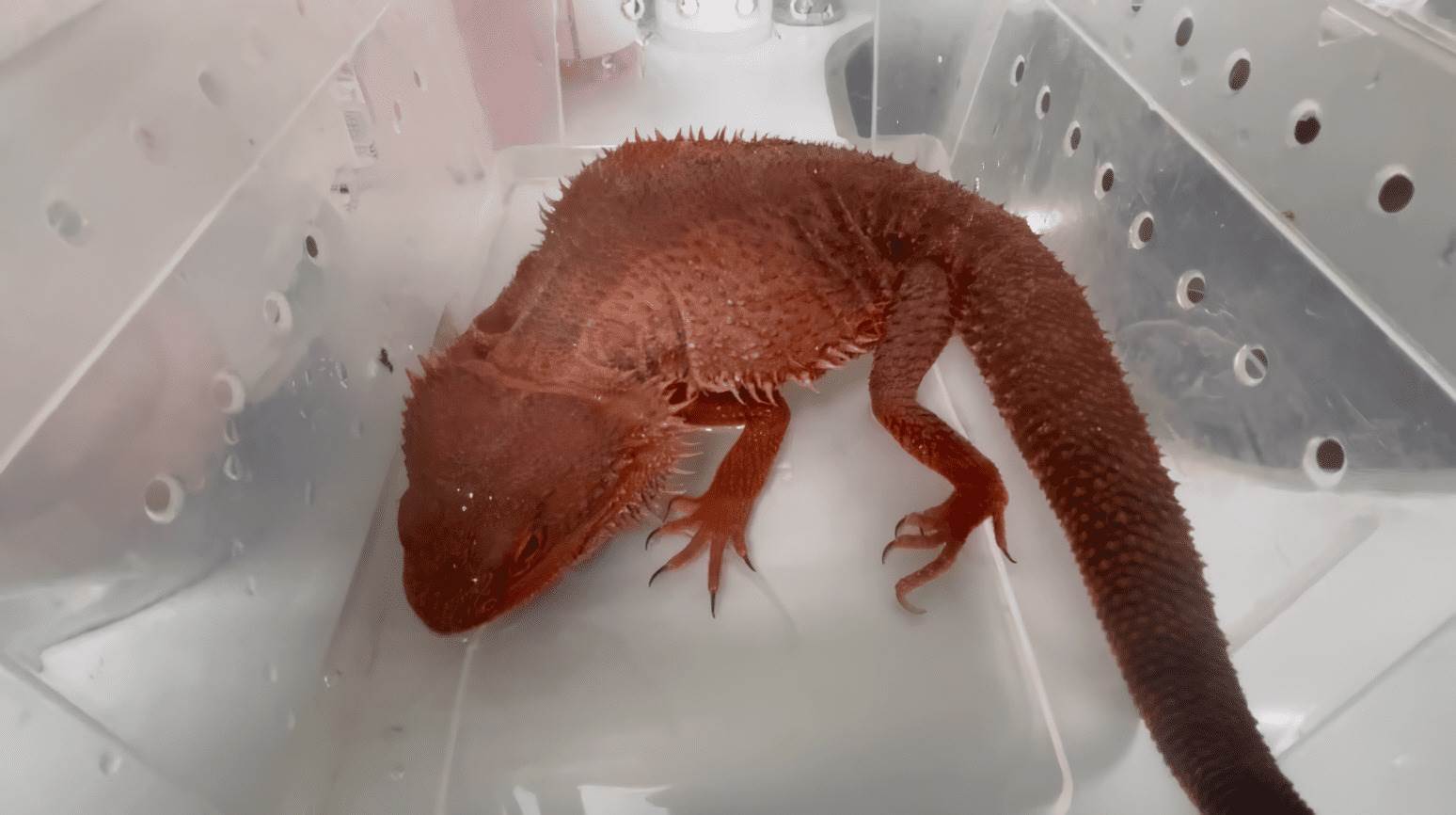 因不當運輸而疑似輕微脫水，正在大口喝水。