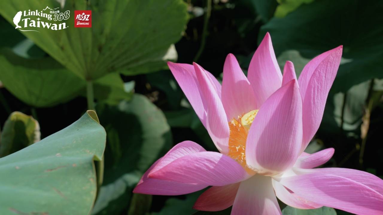 這裡是全台灣最大的蓮花產地，也盛產蓮子、蓮藕，有著「蓮鄉」的美譽。今年的蓮田面積，據說達到約150公頃喔！（圖／<a href='/search/tags/《Linking 368 Taiwan恁去台灣》/' target='_blank'>《Linking 368 Taiwan恁去台灣》</a>提供）