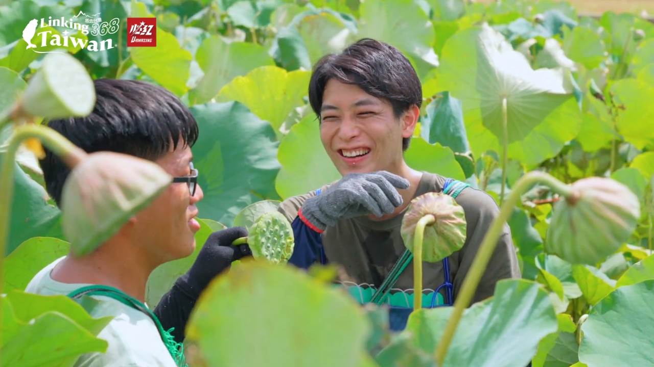 這裡是全台灣最大的蓮花產地，也盛產蓮子、蓮藕，有著「蓮鄉」的美譽。今年的蓮田面積，據說達到約150公頃喔！（圖／《Linking 368 Taiwan恁去台灣》提供）