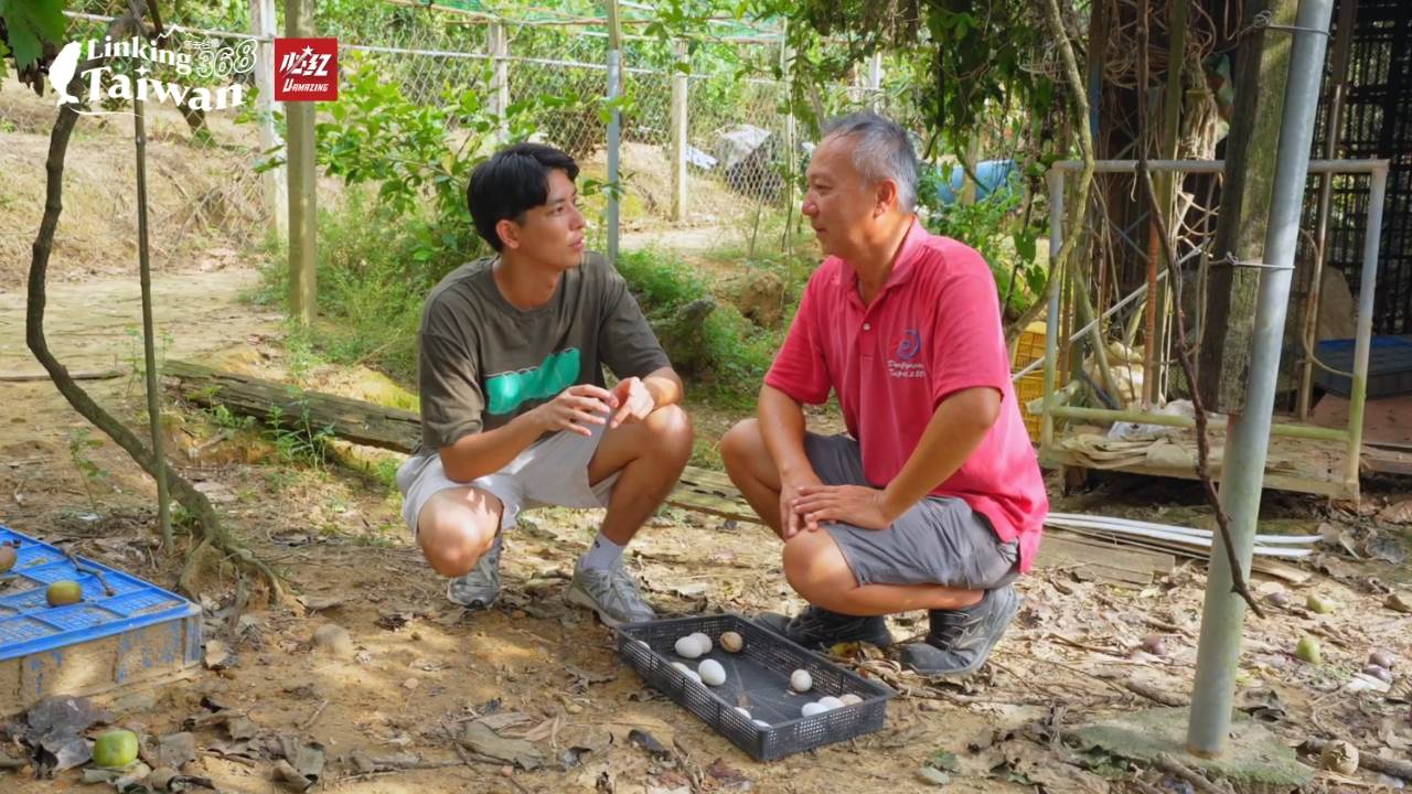 一樹在這裡親身體驗才明白，一顆鹹鴨蛋背後，藏著二十天的等待與職人般的耐心。（圖／《Linking 368 Taiwan恁去台灣》提供）