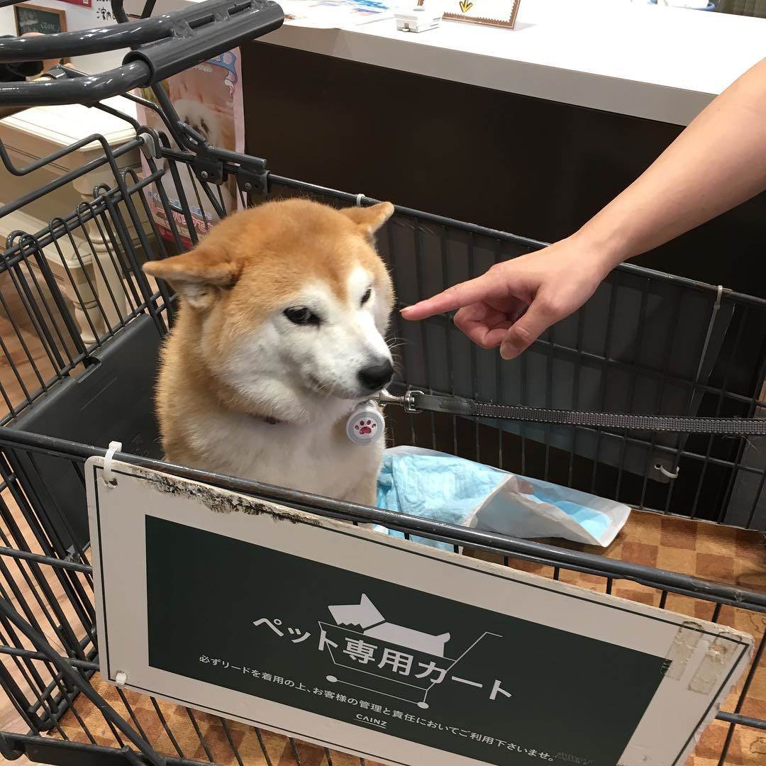 SaveClip.App_43913920_262672337641324_6364908130209770728_n