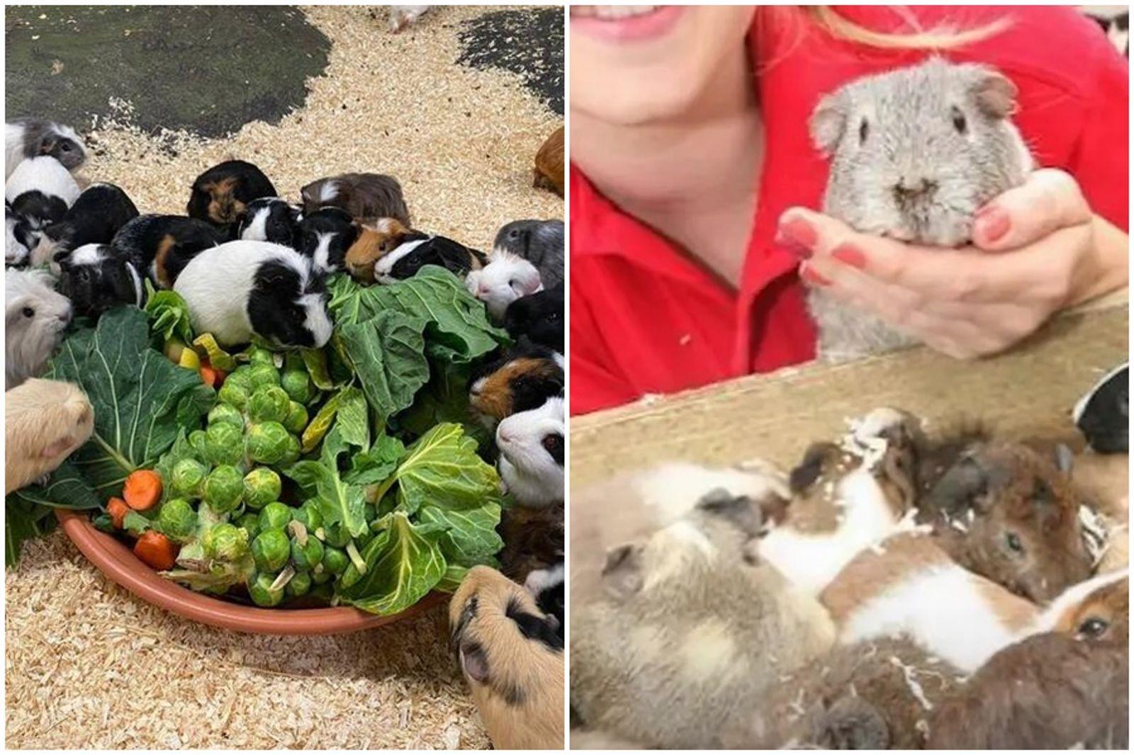 2014年寫下傳奇的天竺鼠蘭迪，當年2歲瞞天過海、神不知鬼闖入母鼠生活區進行繁衍。（圖／翻攝Hatton Adventure World 官網）