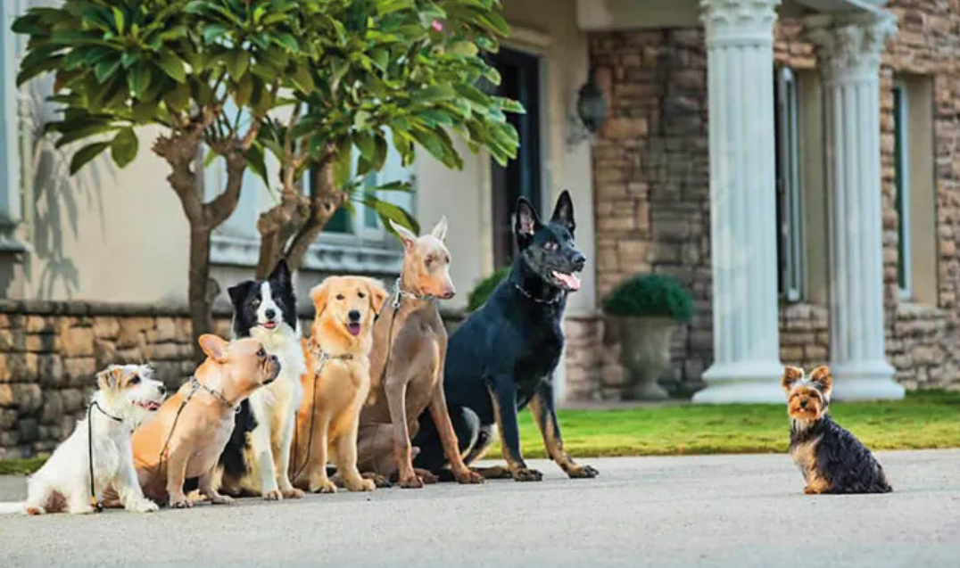 解剖報告顯示，薩摩耶猝逝與訓犬學苑無關，學苑盼釐清真相還清白。圖為學苑犬隻參加比賽。（圖／西北訓犬學苑官網）