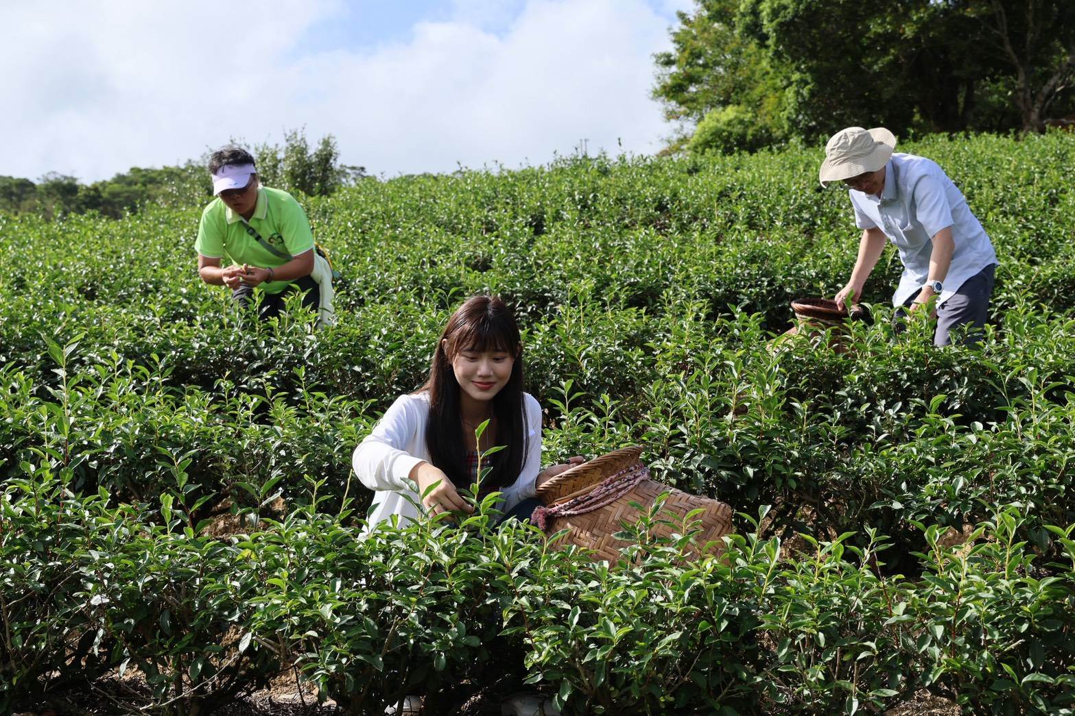 2_「新峯友茶」讓遊客也能體驗製茶，炒出專屬於自己的一杯好茶。