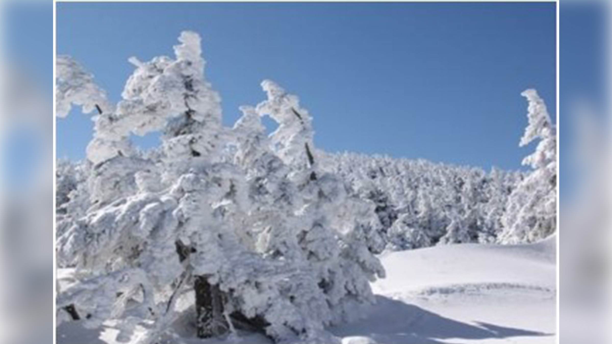世界罕見的自然奇觀-藏王樹冰。(圖/找到了旅行社提供)