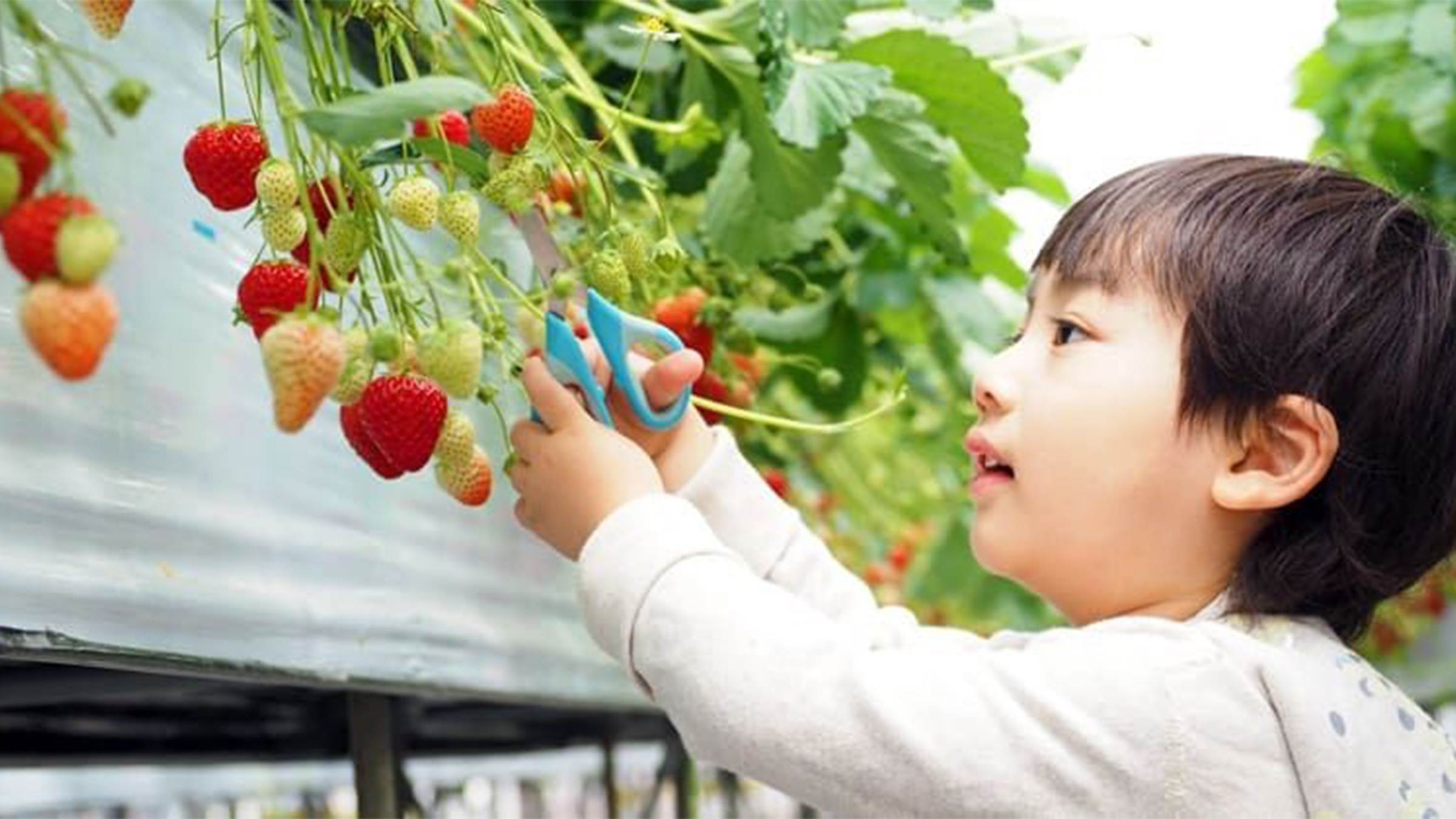 親手採摘當季新鮮草莓,品嚐在地最甜美的滋味。(圖/找到了旅行社提供)