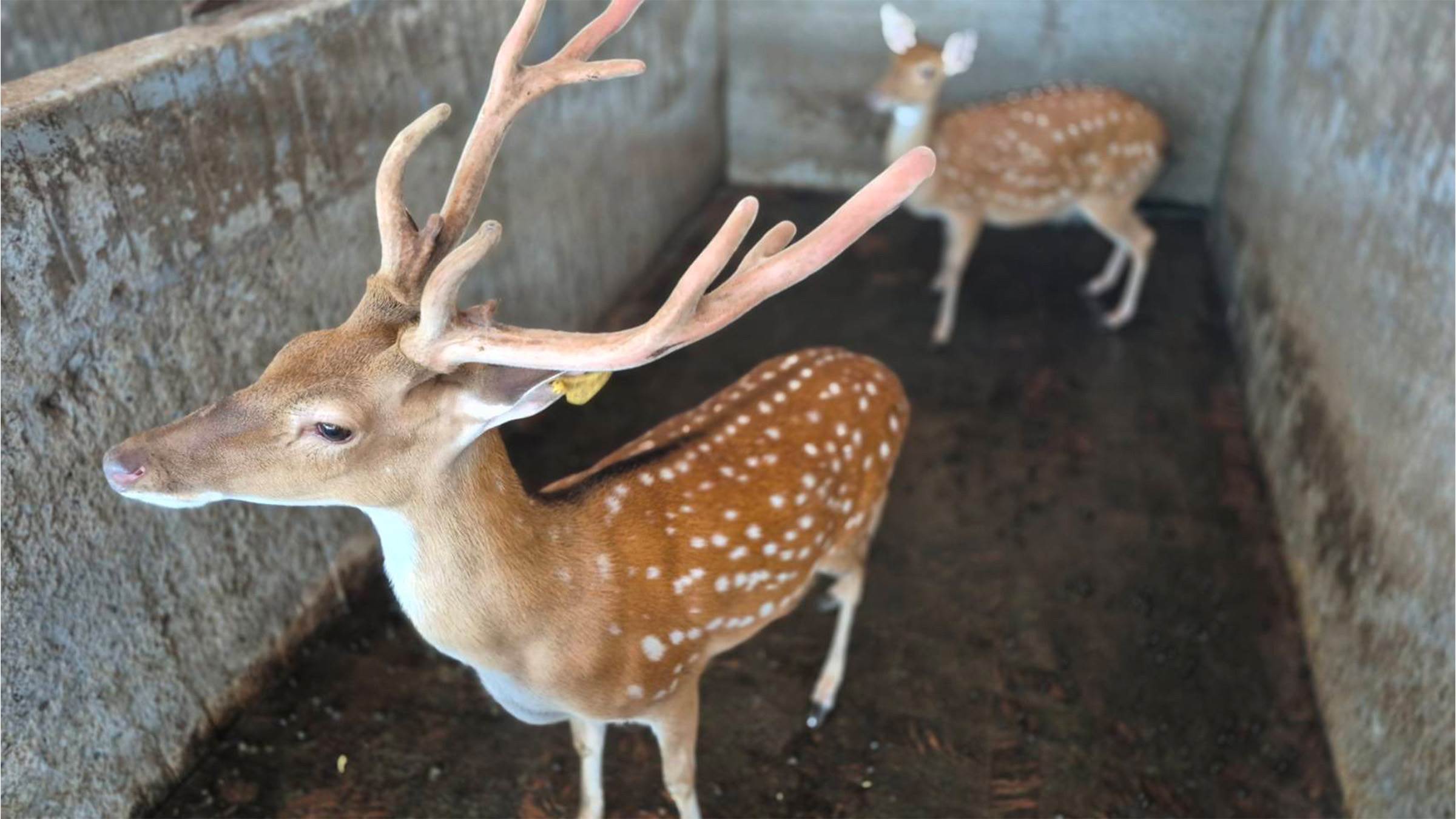 MPE-311提供能量，Act-A專注修復，打造「外補電、內重建」的雙效修復機制。（圖／業者提供）