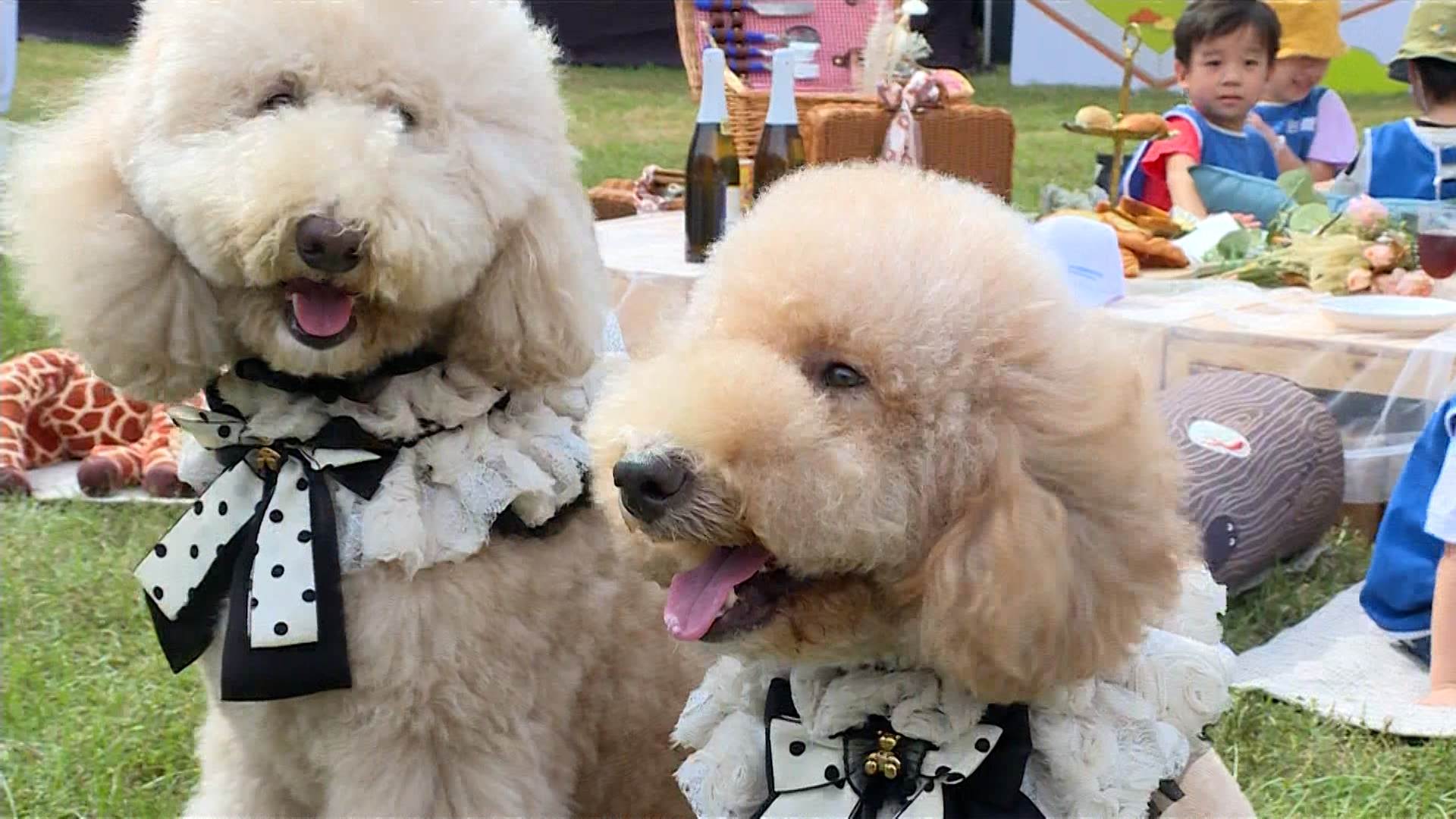 新聞跨螢2024_數位專案.00_01_12_25.Still040