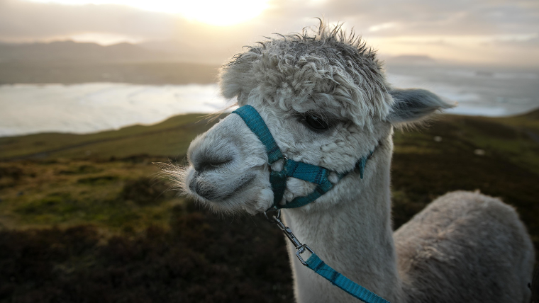 「羊駝絨」因其天然中空纖維,被精品界譽為最頂級的保暖毛料。(圖/PP石墨烯提供)