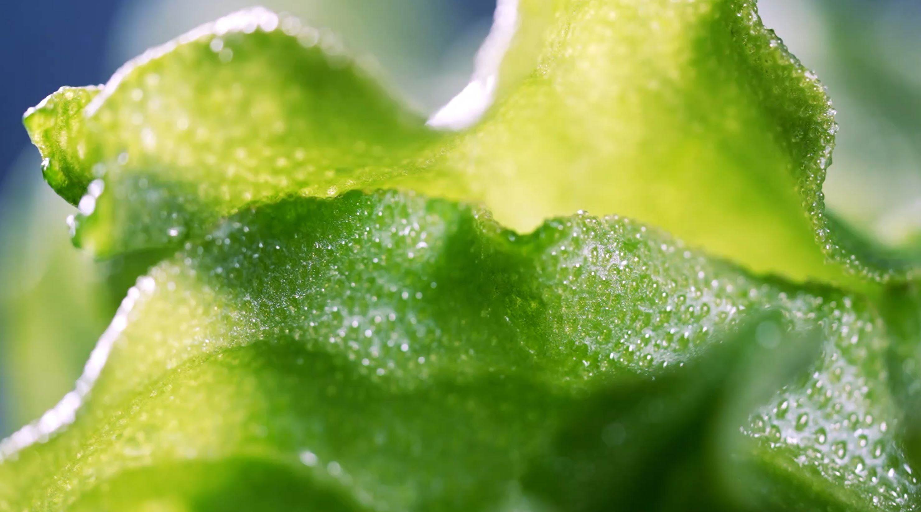 ▲冰花整株佈滿透明囊狀控鹽細胞，有如冰珠附著在上面。