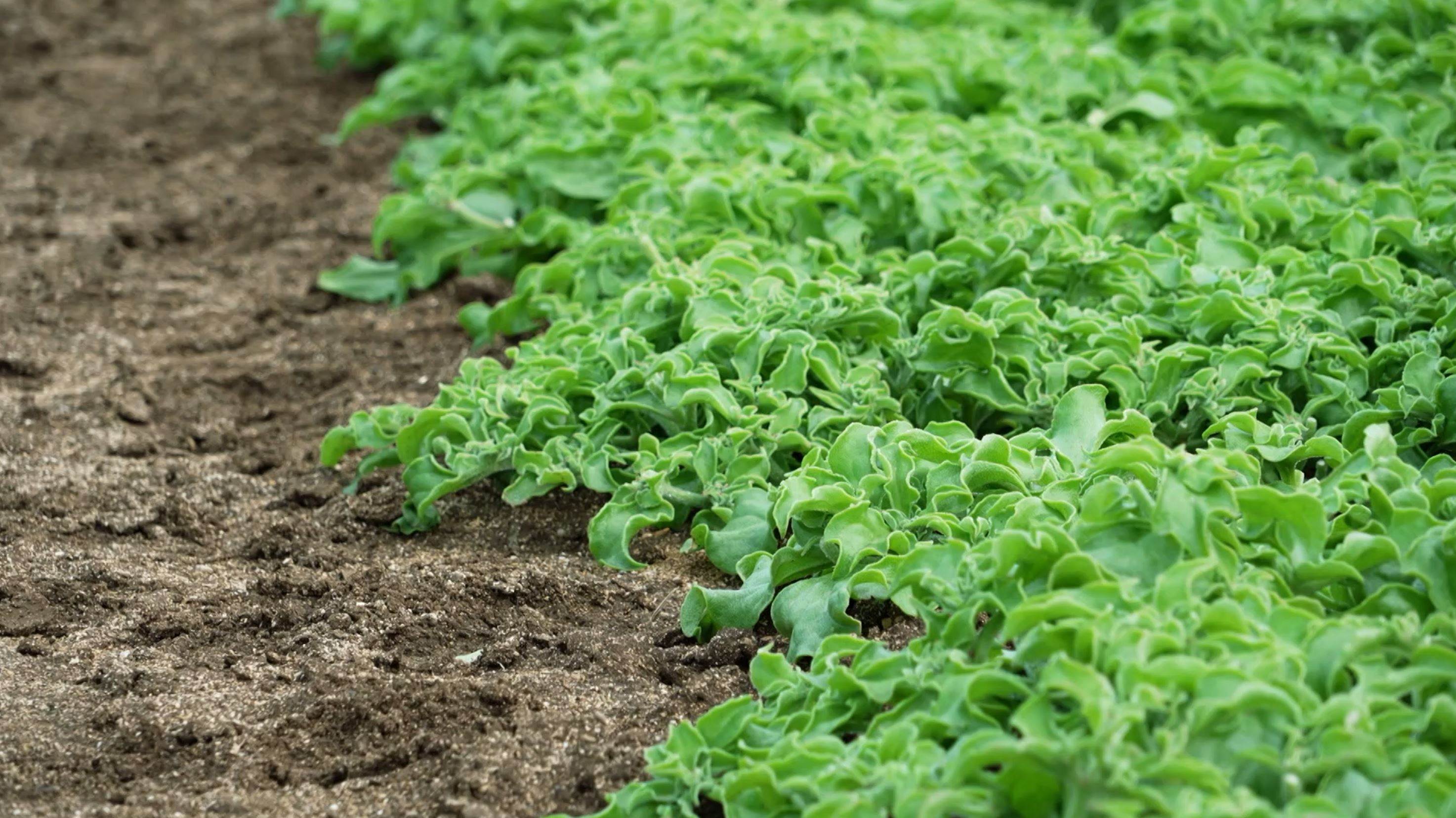 ▲澎湖的土地含有適合冰花生長的礦物質。