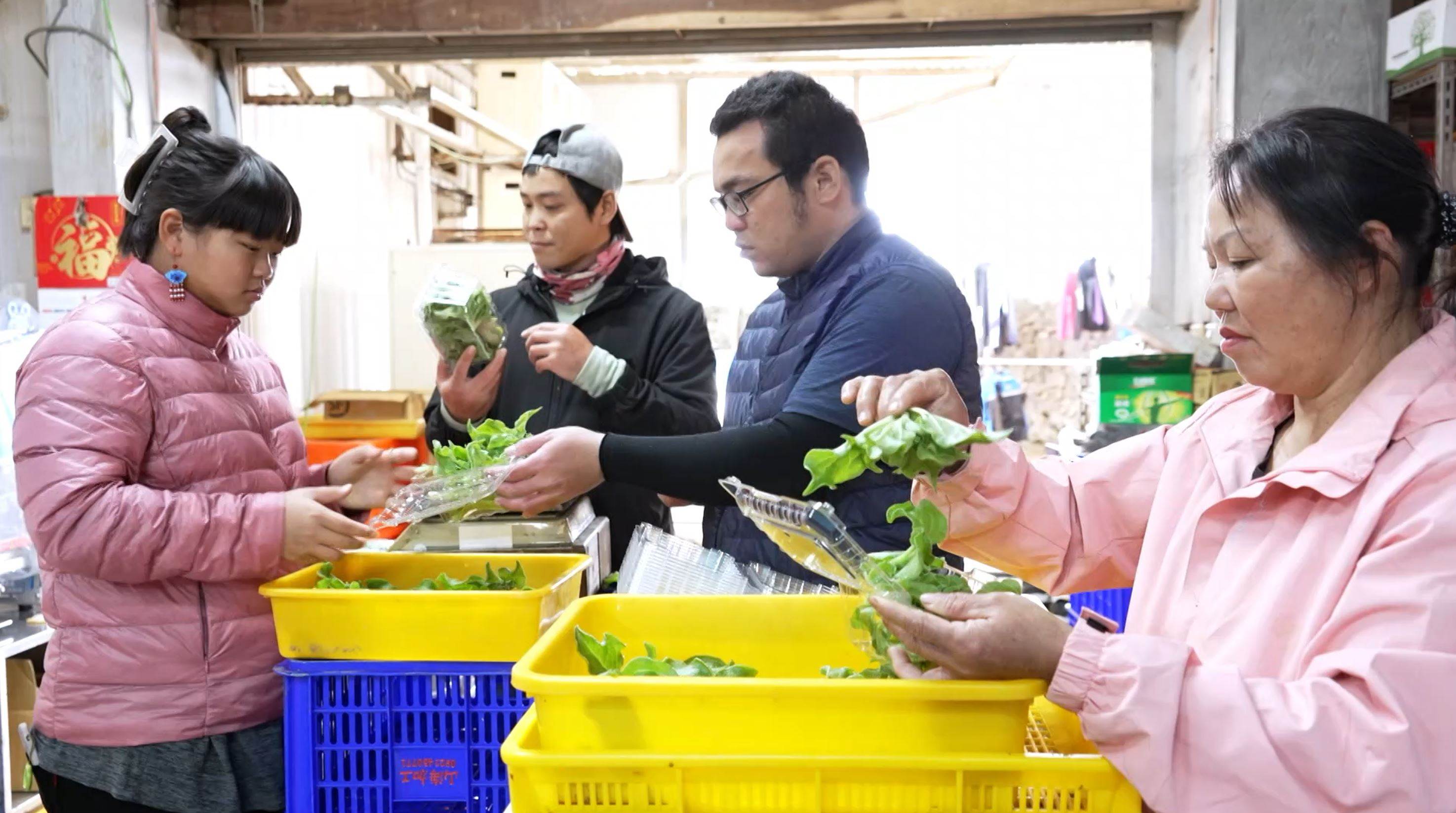 ▲石瑞英(右一)表示，冰花在採收與分裝時要特別小心，保持完整性。