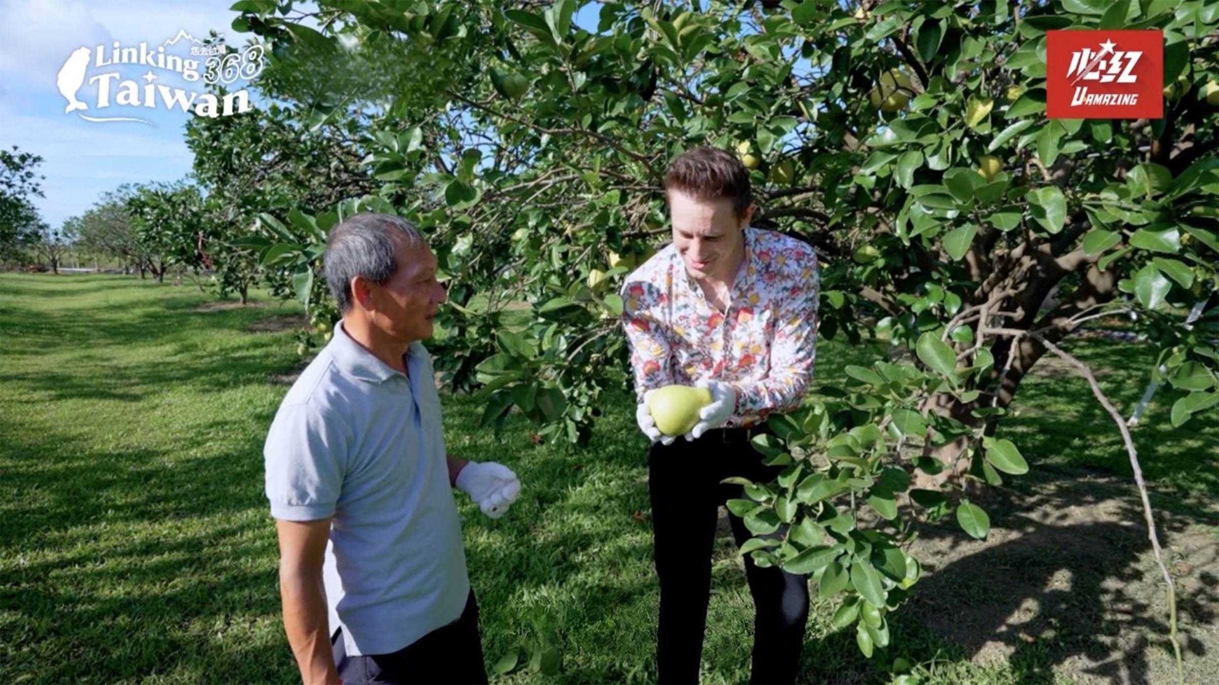 文旦剛採收時果肉較硬，需要放置7～10天「辭水」，讓外皮由淡綠轉為黃綠，多餘水分蒸散後果肉會變軟、甜度也會提升。（圖／《Linking 368 Taiwan恁去台灣》提供）