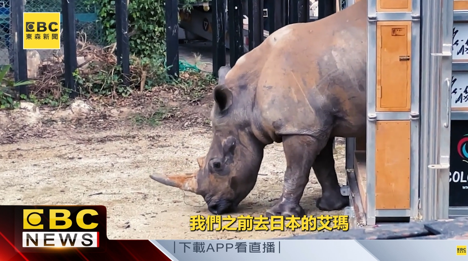 國際犀牛外交計畫主要聚焦三大方向，動物血緣豐富化、提升國際醫療量能及增進瀕危動物福祉。（圖／東森新聞）