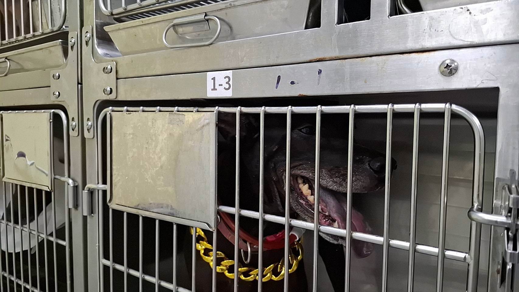 動保處當下沒入收容犬隻