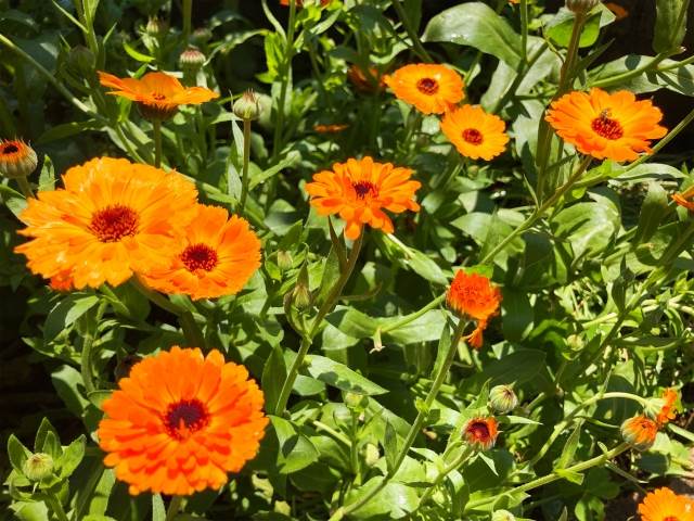 同時補充「三大類胡蘿蔔素」，有助於在黃斑部建立更完整的防護。（圖／photoAC）